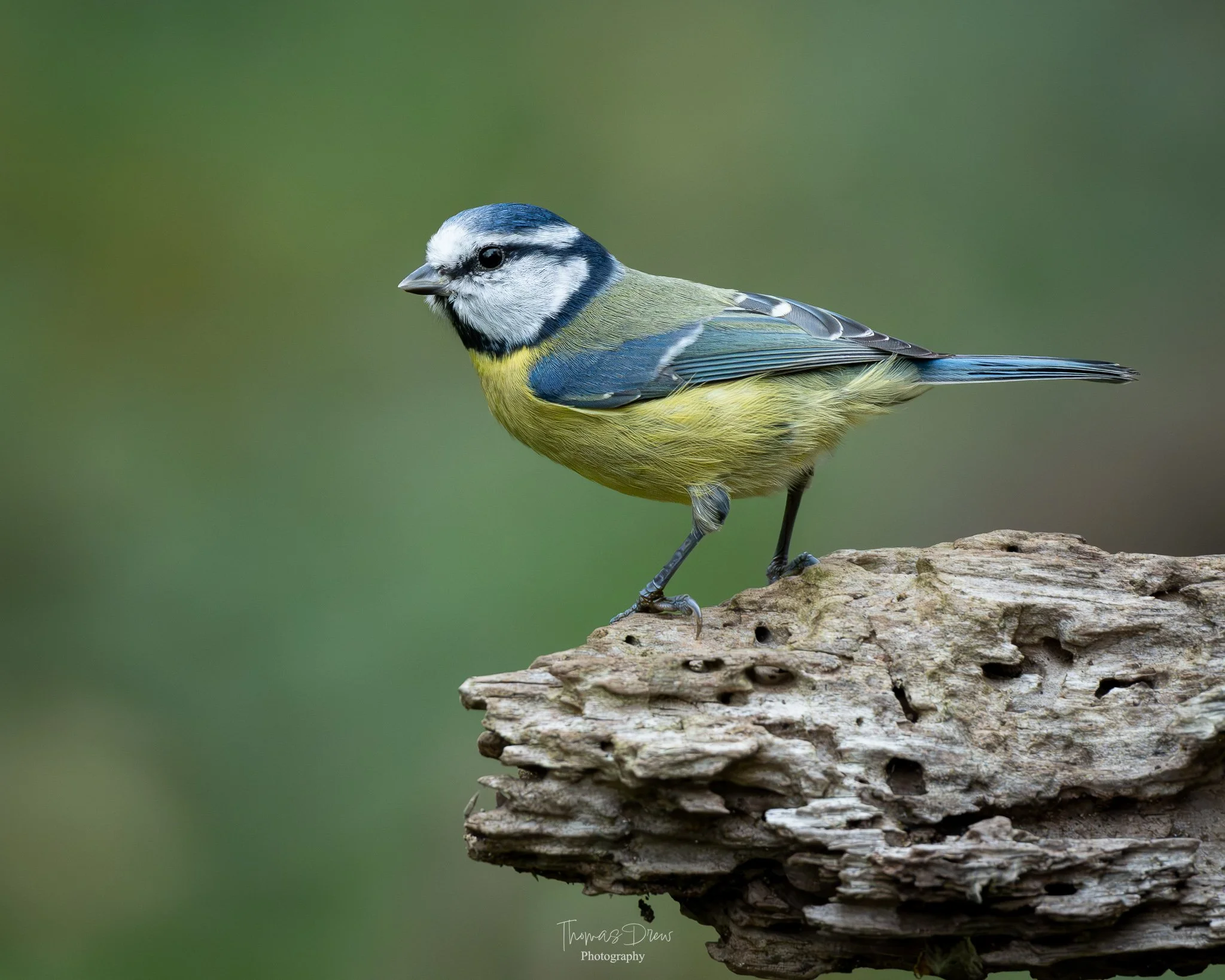 A Blue tit, a small blue and yellow songbird perched on a piece of wood with a blurred green background.