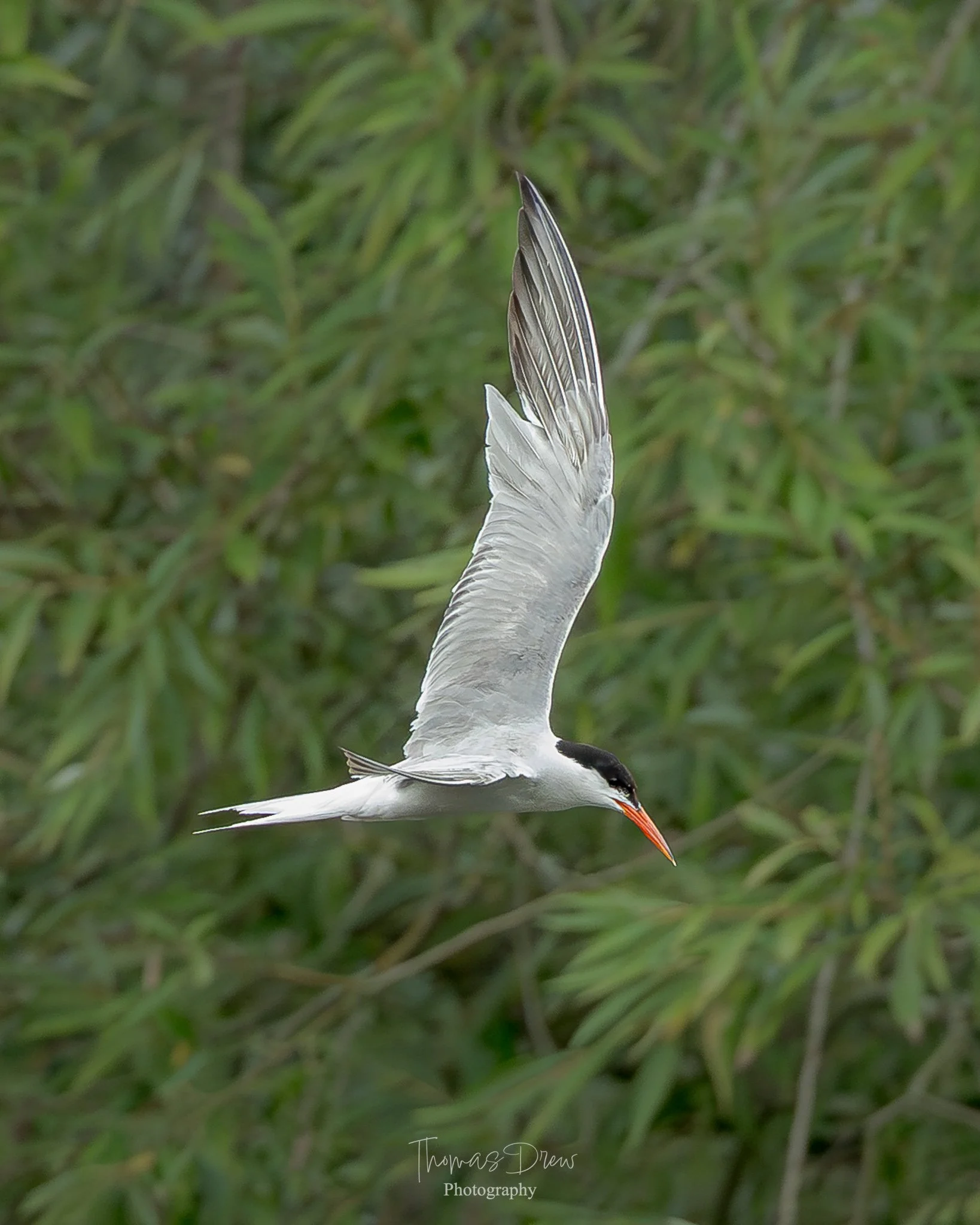 Image of a Common Tern, a white bird with a black crown and an orange beak flying over green foliage.
