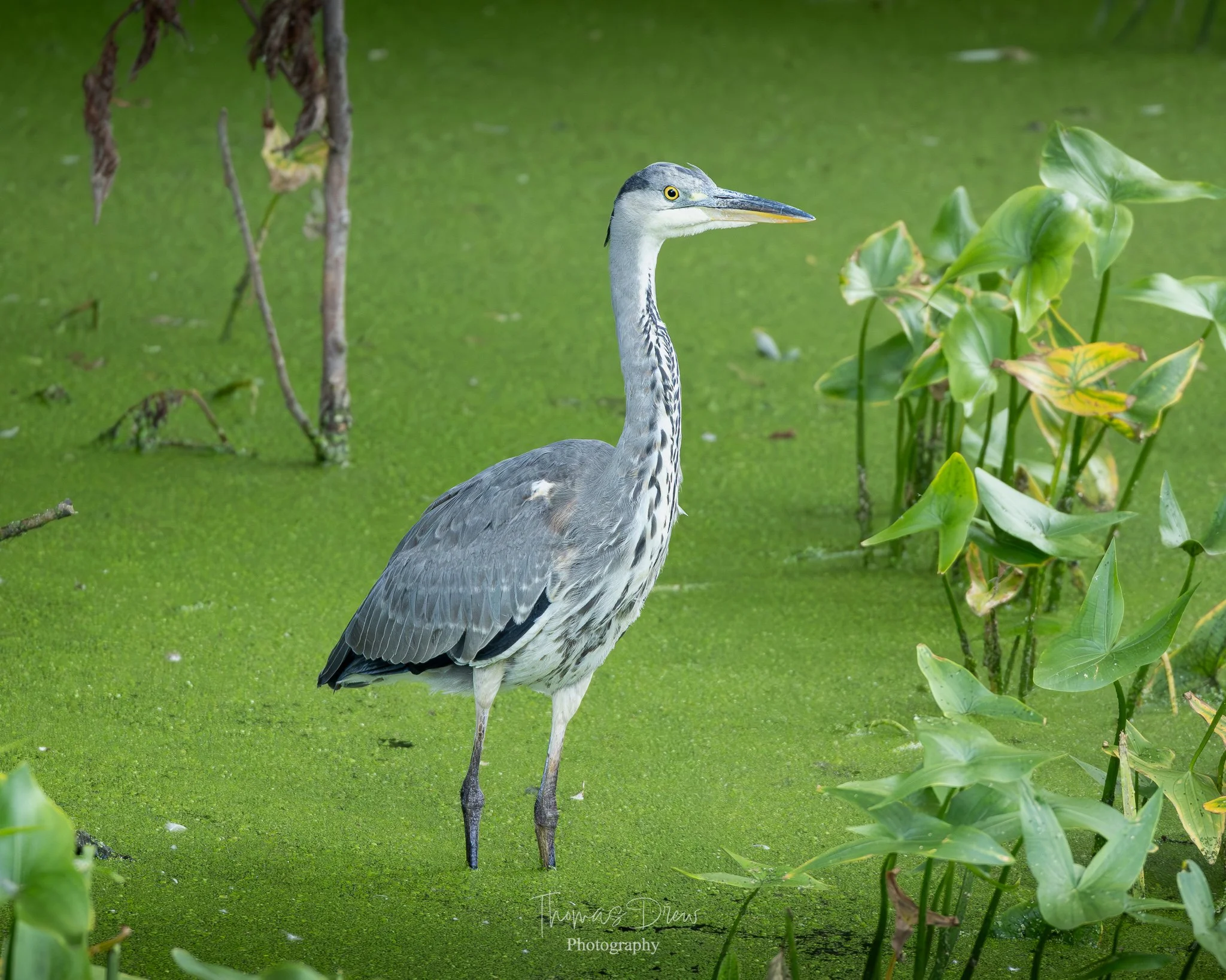 A heron standing in a green, algae-covered water body surrounded by lily pads and plants.