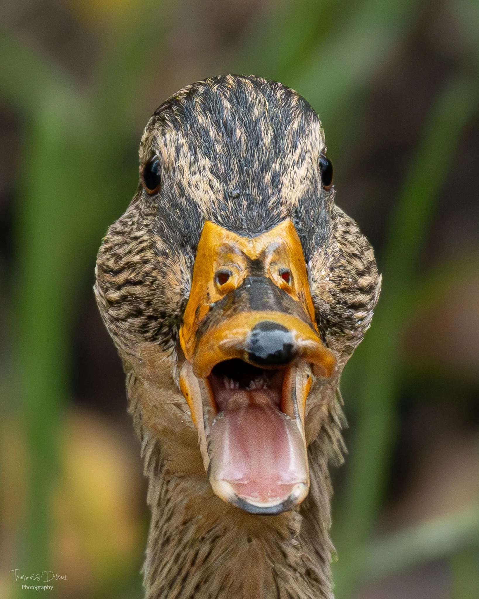 A close-up of a Mallard duck, with its beak open, showing the inside of its mouth, and showing a grey and brown feathered head.