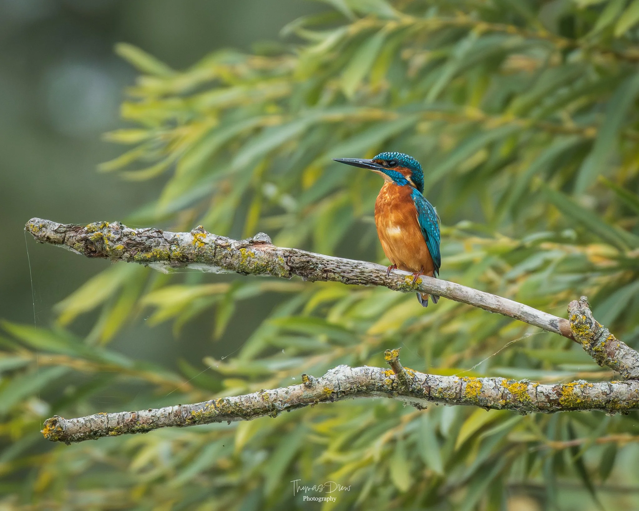 A kingfisher bird with blue and orange plumage perched on a lichen-covered branch against a blurred green foliage background.
