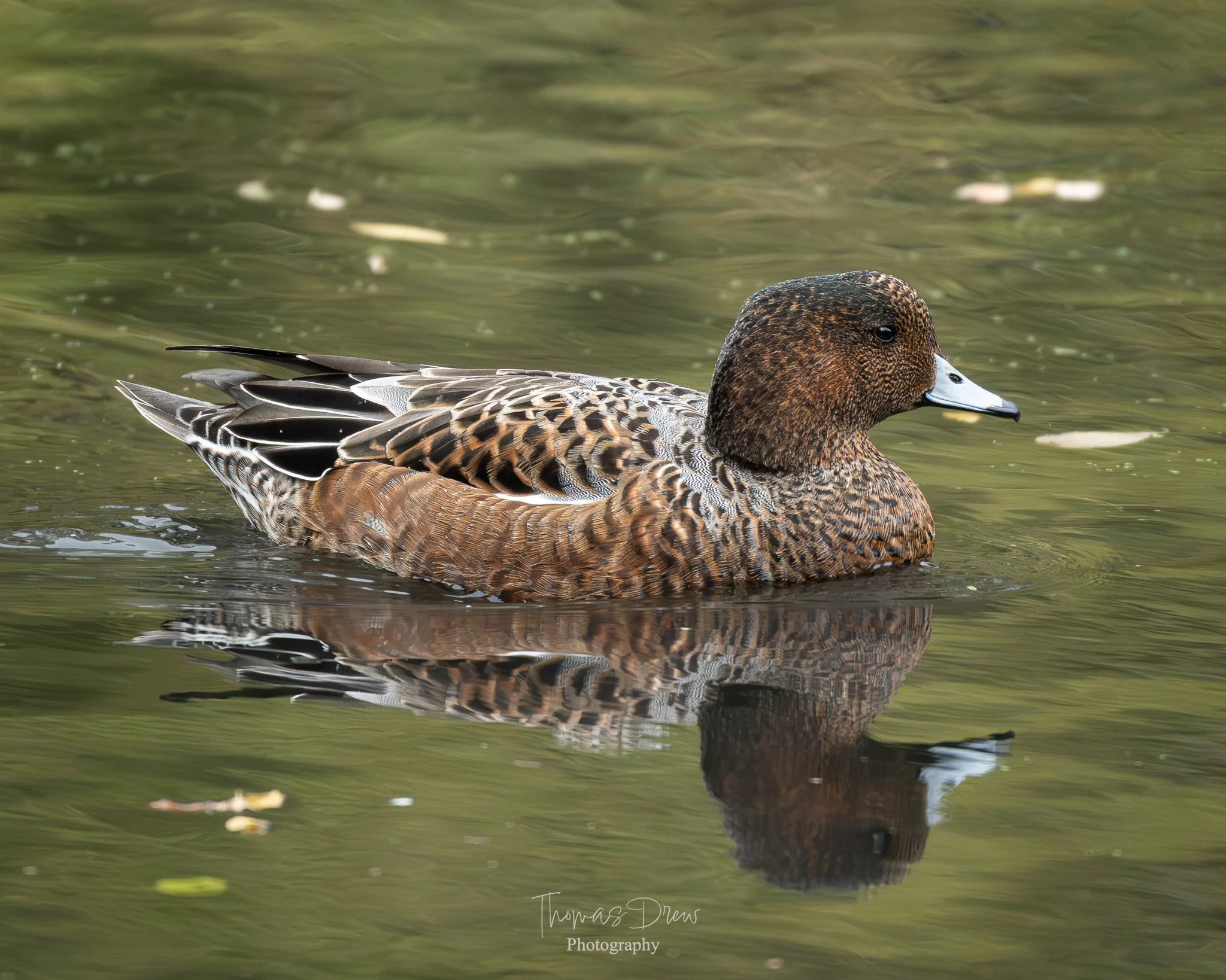Image of a Wigeon, a brown and black duck floating on calm water with its reflection visible, surrounded by floating leaves.