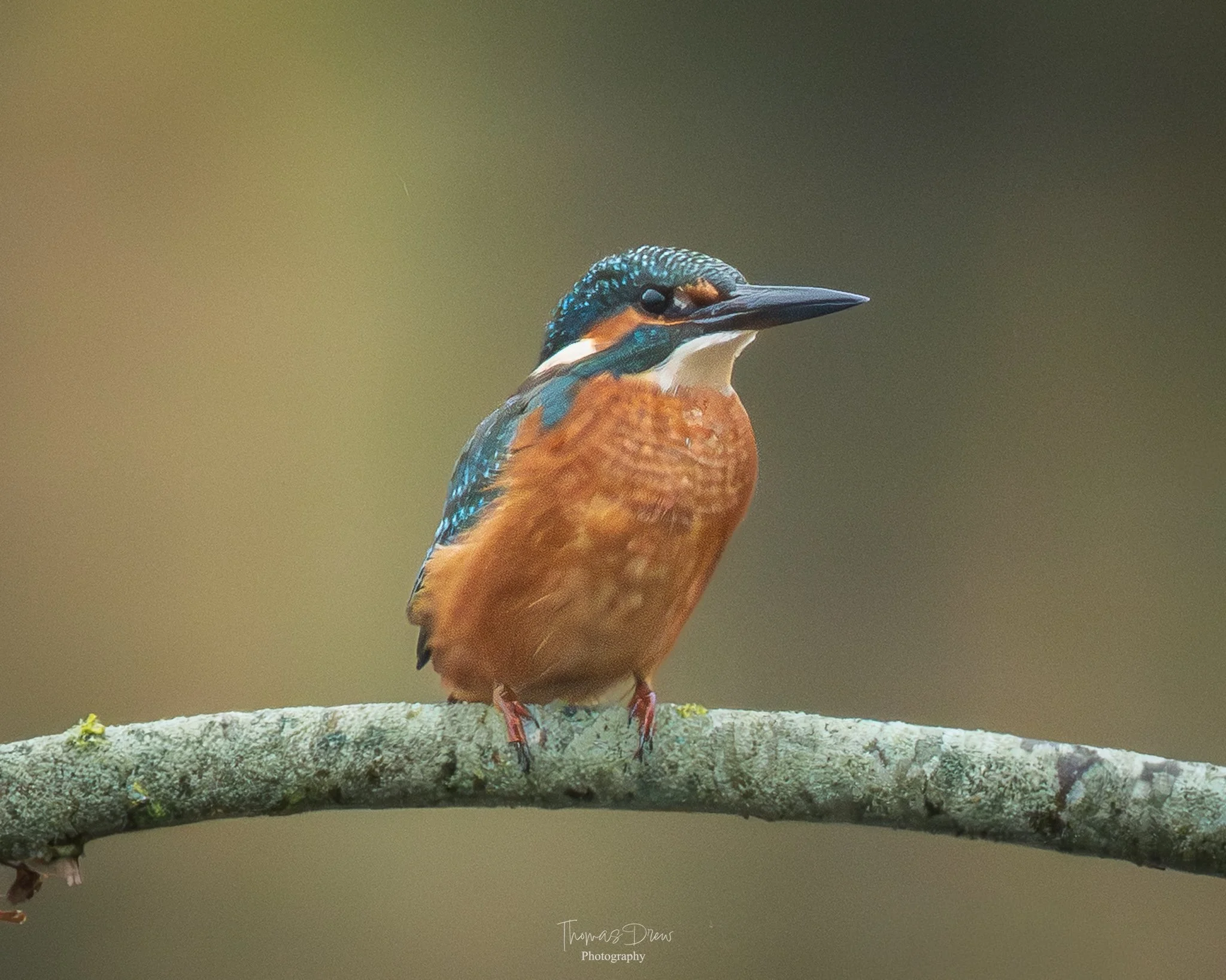 A kingfisher bird with vibrant blue and orange feathers perched on a branch, facing to the right.