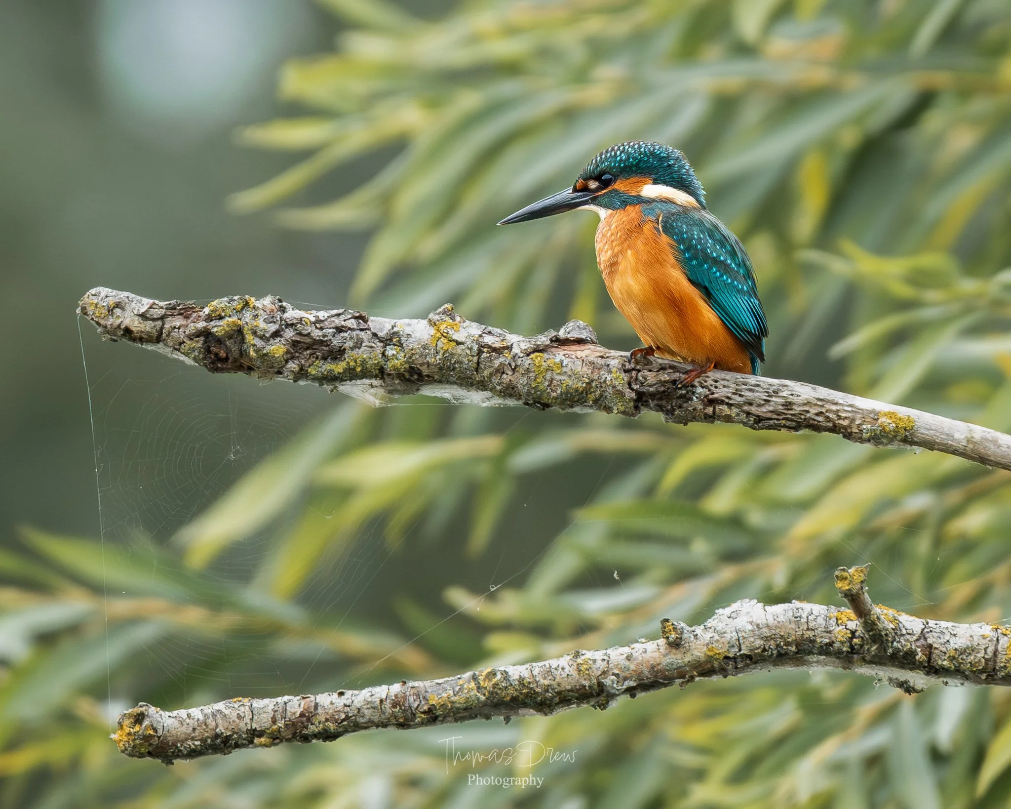 A colorful kingfisher bird with blue and orange feathers perched on a lichen-covered tree branch amidst green foliage.