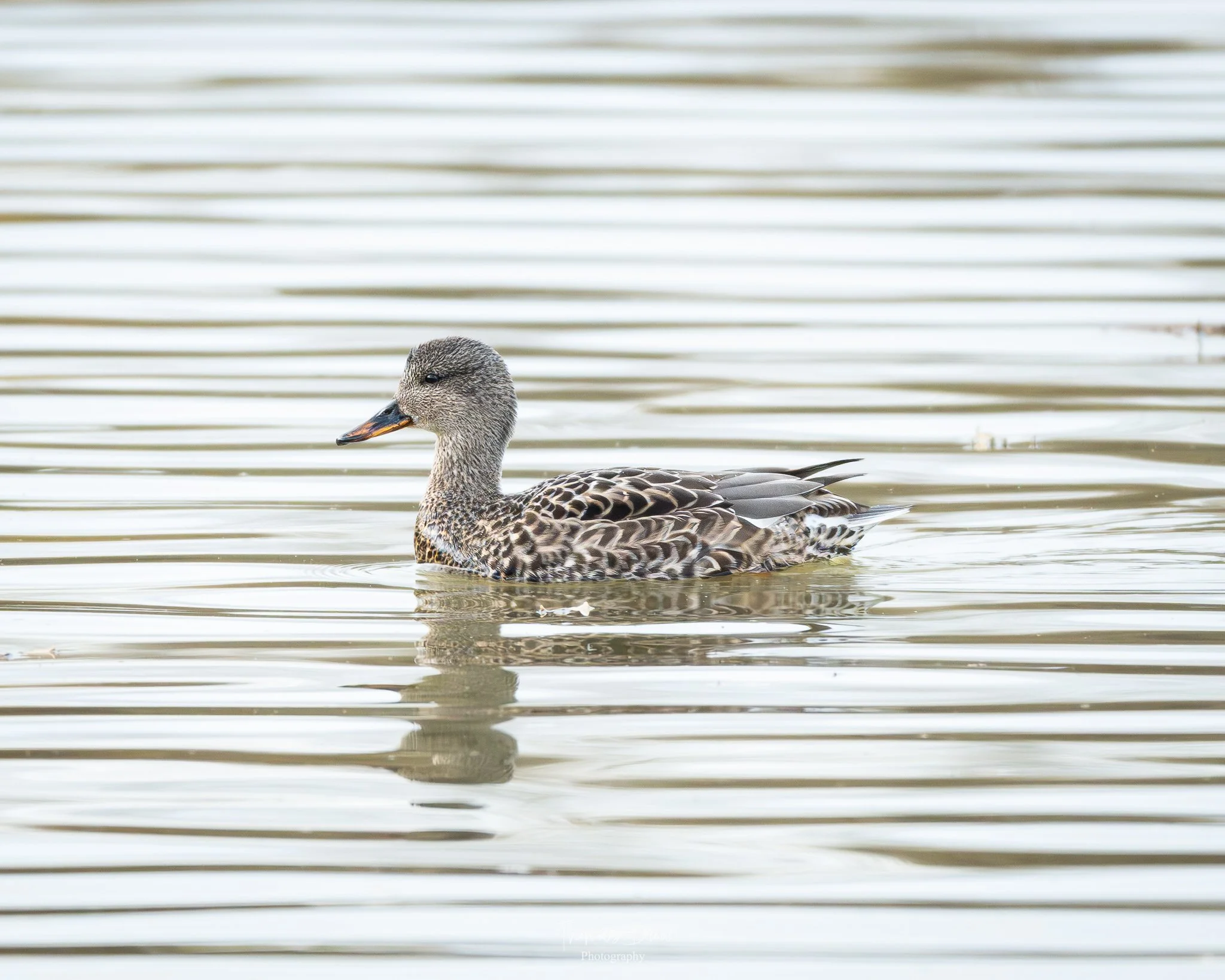 A Gadwall duck swimming in calm water with ripples, featuring brown and beige feathers.