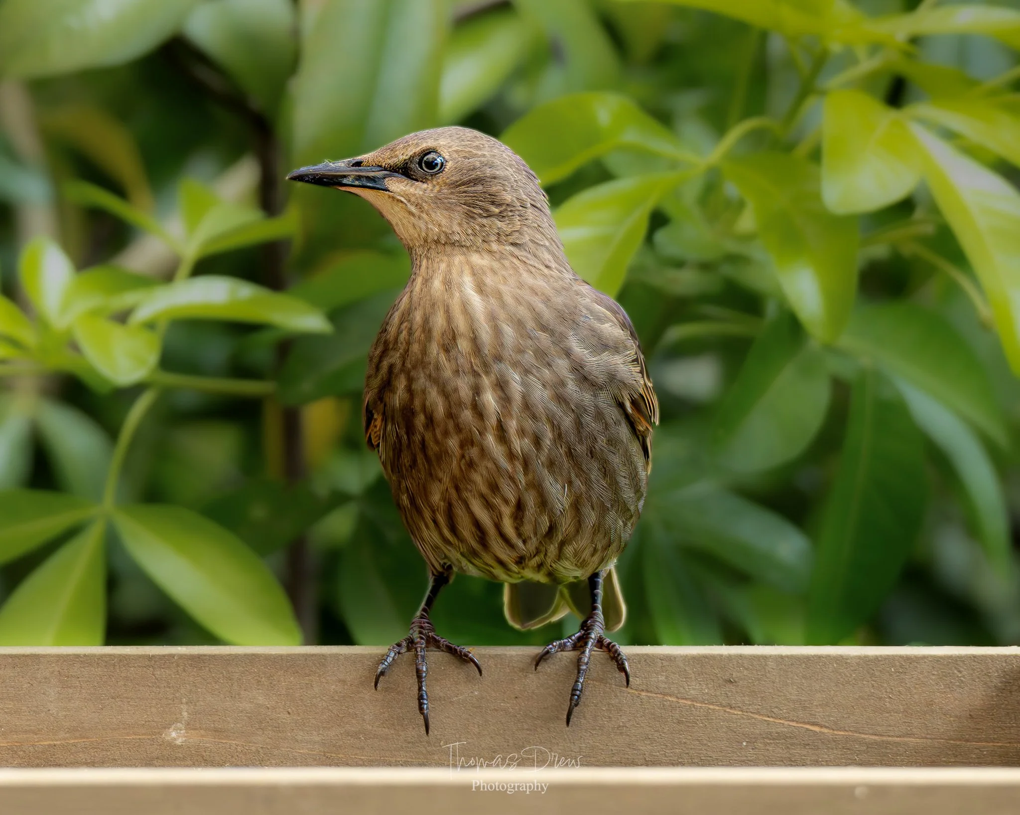 Image of a Starling, a brown bird with a long beak perched on a wooden surface, with green leaves in the background.