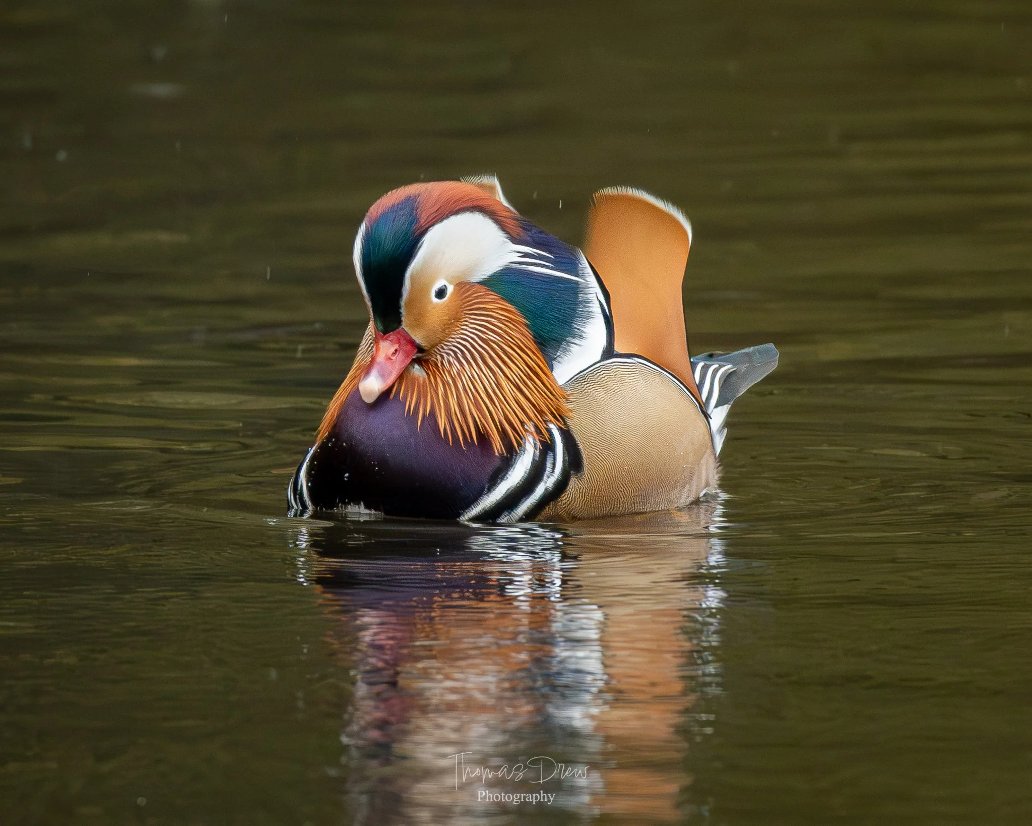 Image of a colourful male mandarin duck swimming in water with reflection