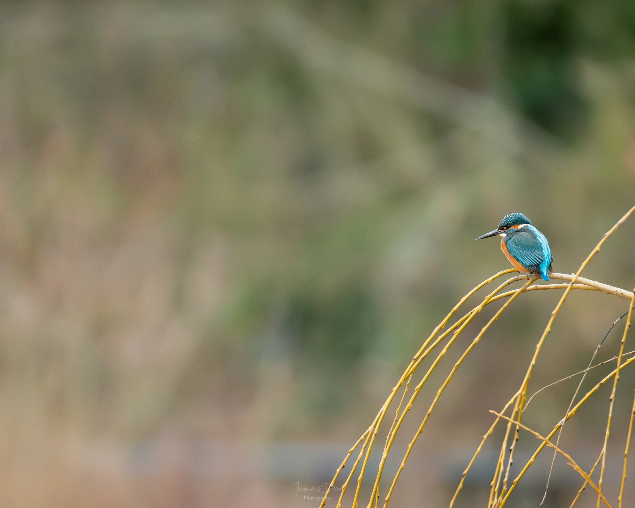 A small vibrant blue and orange kingfisher bird perched on a few thin, yellowish branches against a blurred, neutral green and brown background.