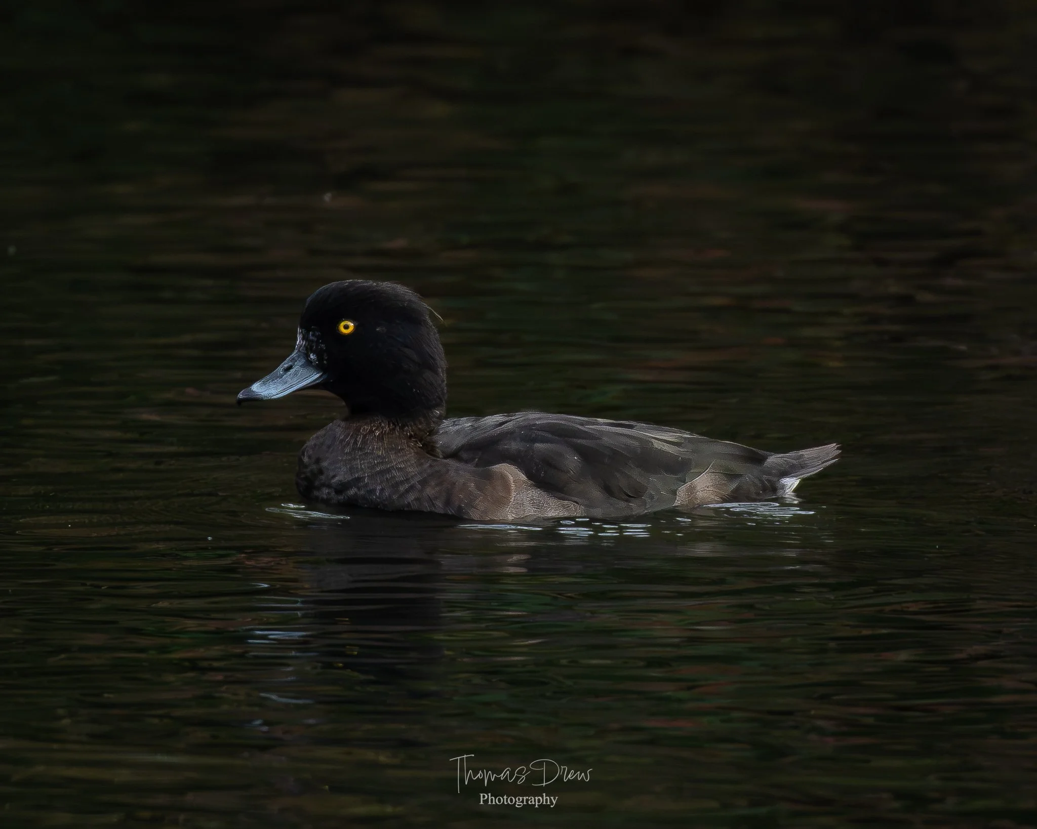 Image of a tufted duck, a black duck with yellow eyes swimming on dark water, with a slightly reflective surface.