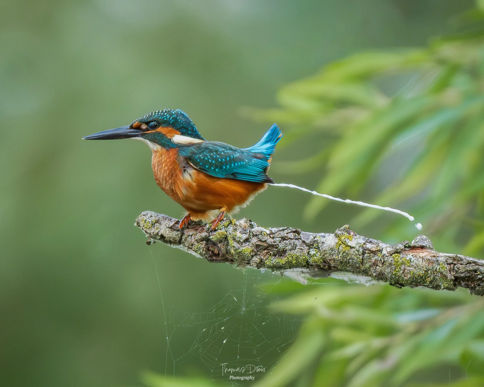 A kingfisher bird with vibrant blue and orange feathers sitting on a moss-covered branch, with a spider web hanging from the branch in a natural green outdoor setting.