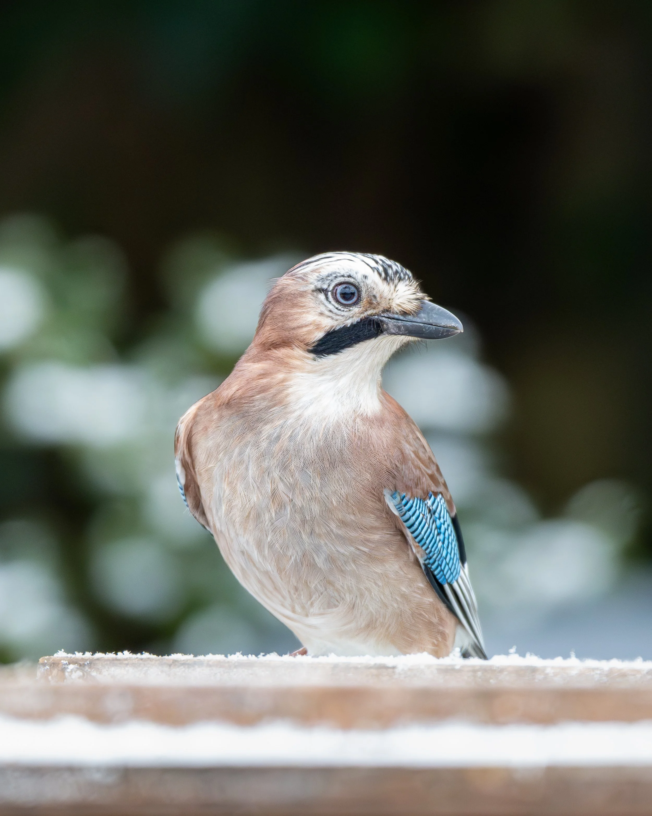 Close-up of a Jay bird with blue wing markings sitting on a surface, with a blurred green background.