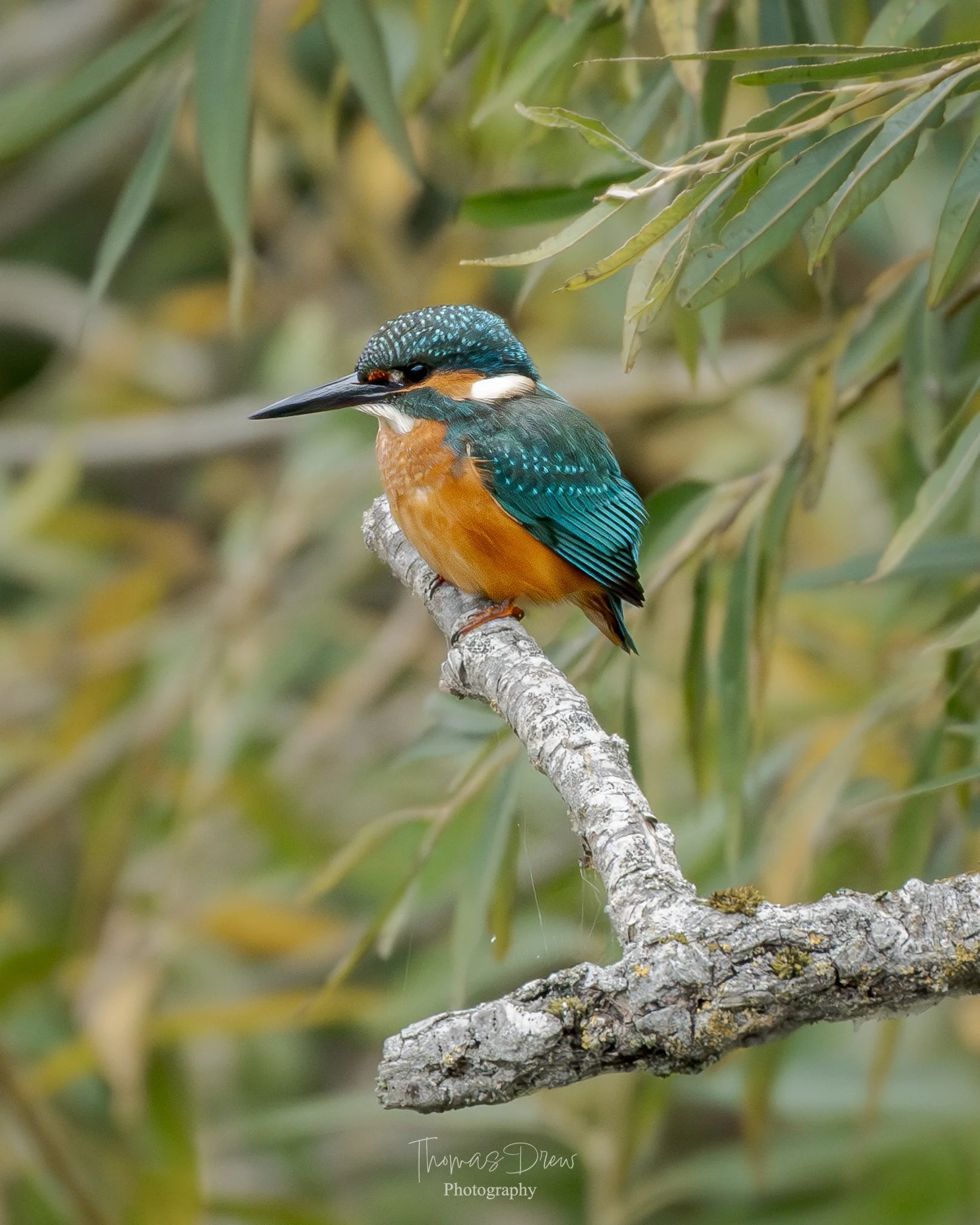 A colorful kingfisher bird perched on a branch surrounded by green leaves.