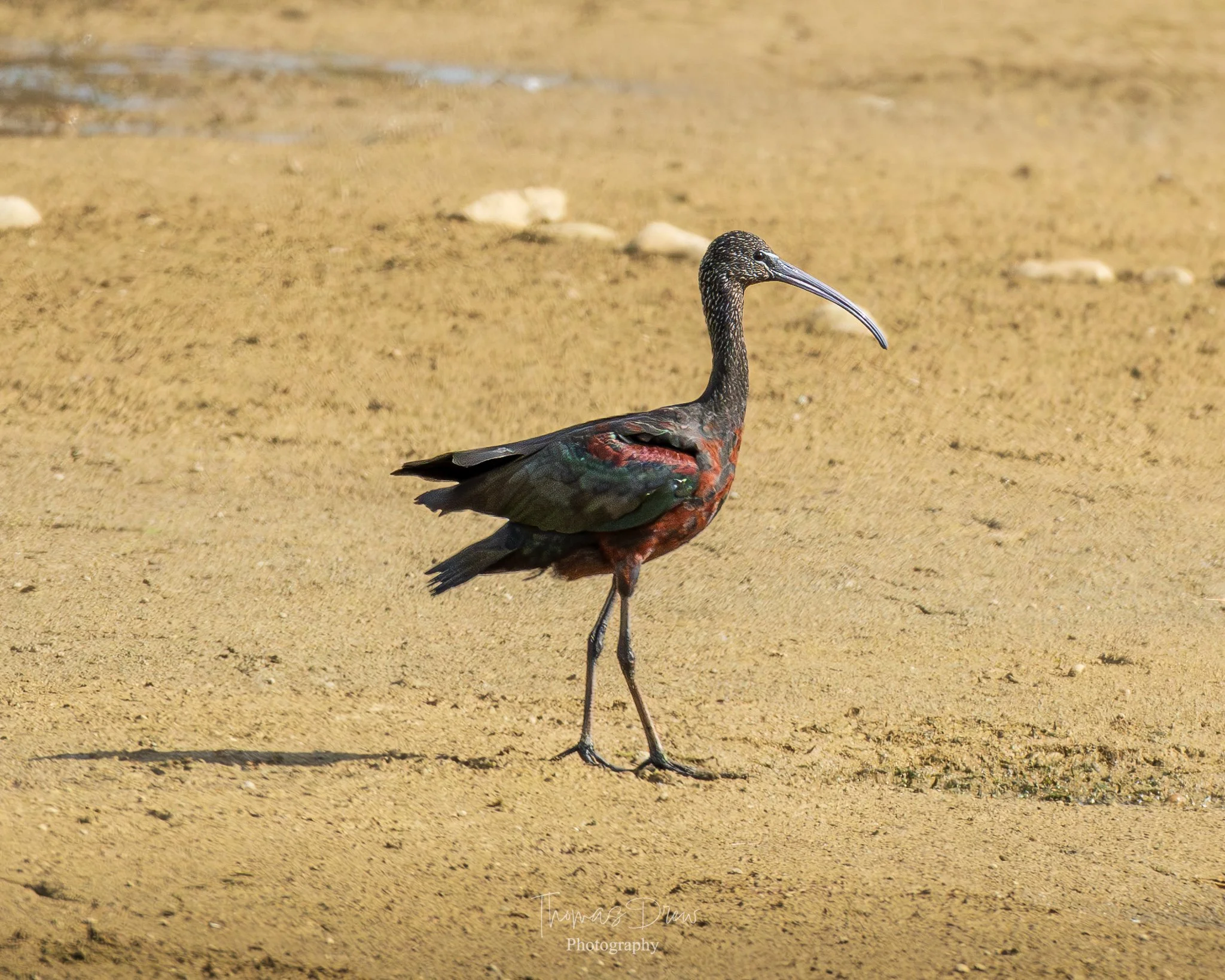 A Glossy Ibis, a long-legged bird with a curved beak walking on sandy ground.