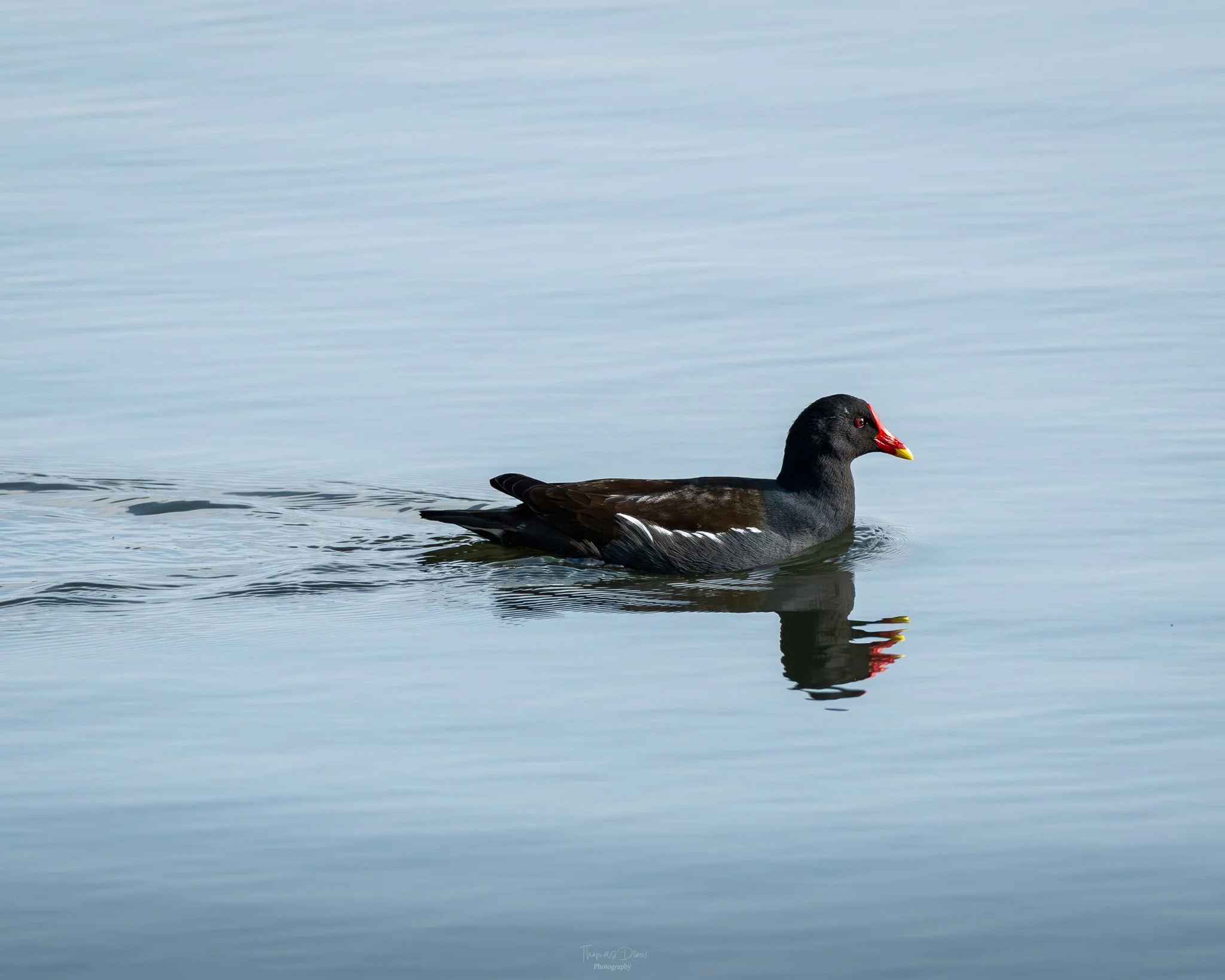 Image of a Moorhen, a dark-coloured bird with a red face and yellow beak swimming in calm water.