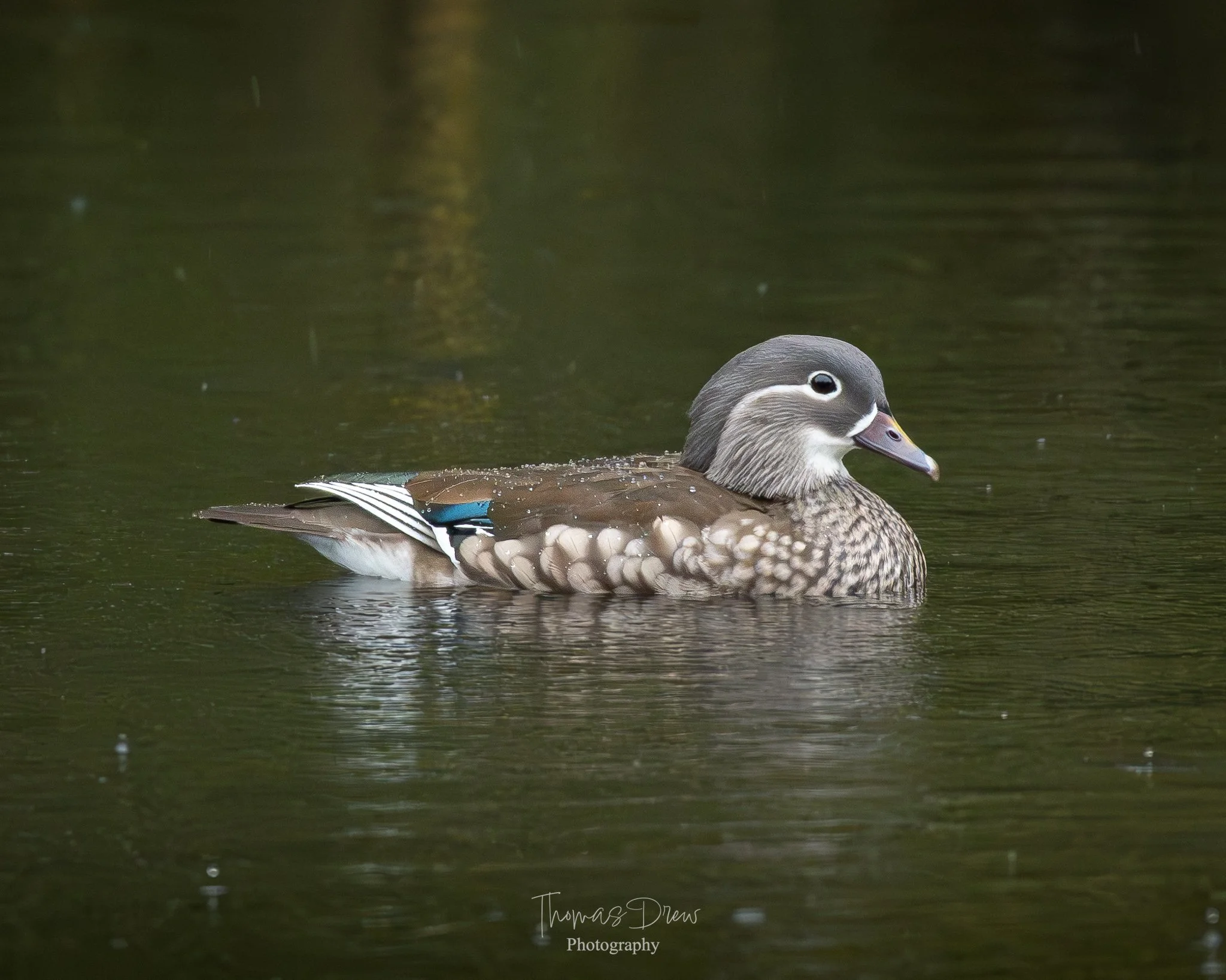 A female mandarin duck swimming in a pond, with a dark, reflective water surface and a blurred background.