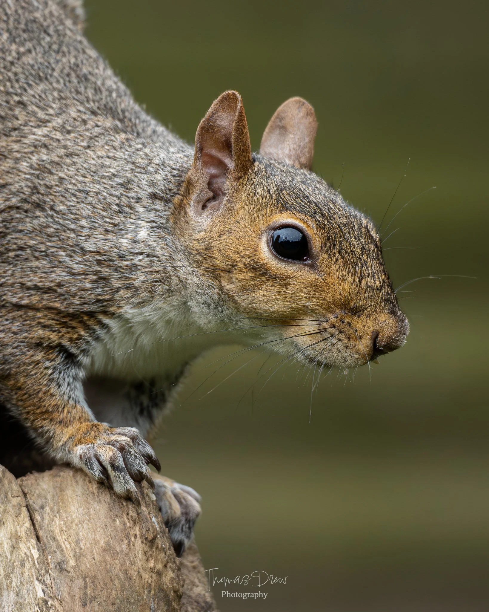 Close-up of a grey squirrel on a tree branch, showing its side profile with detailed fur, eye, ear, and paws, with a blurred green background.