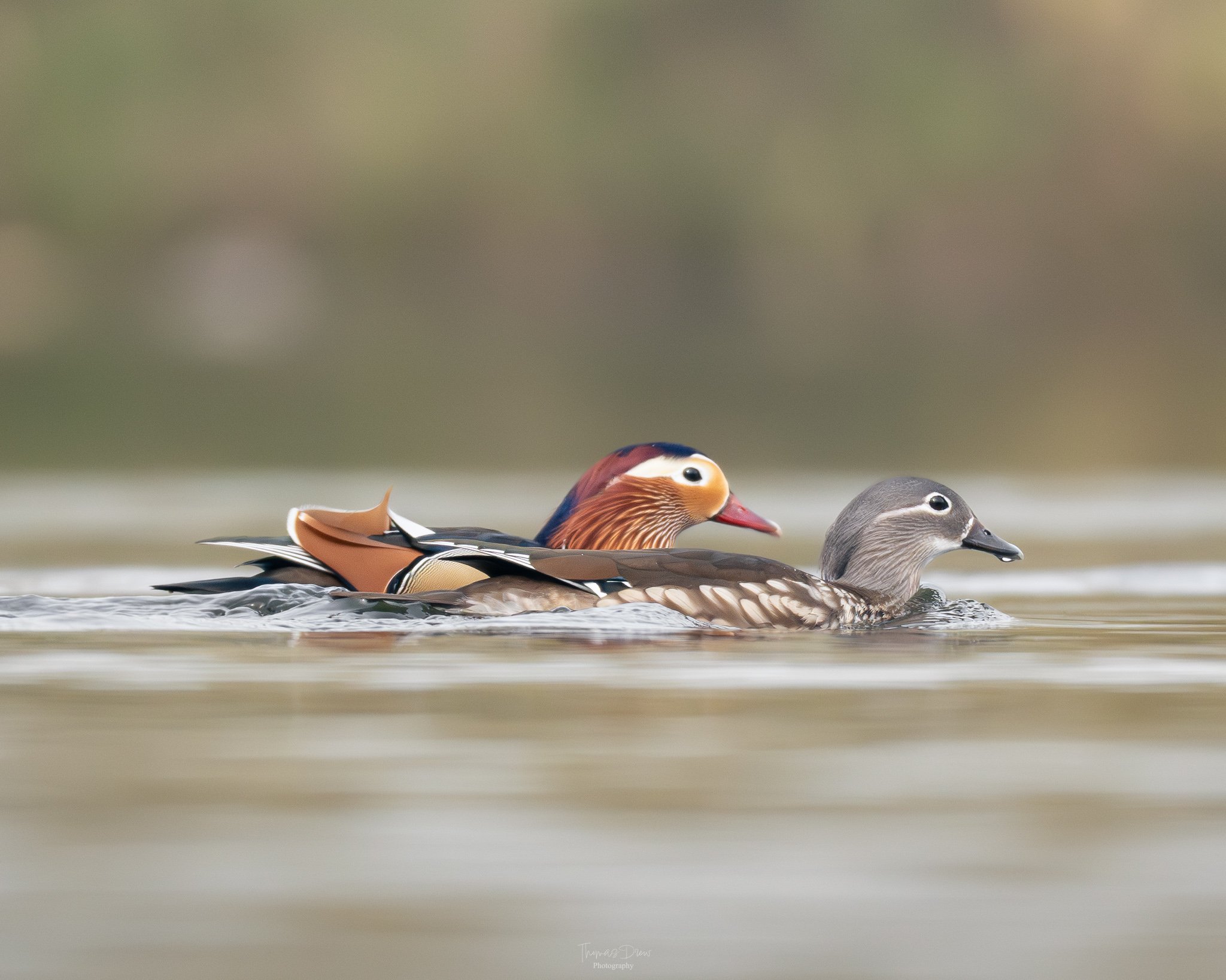 Image of a pair of Mandarin Ducks swimming side by side on water with a blurred natural background.