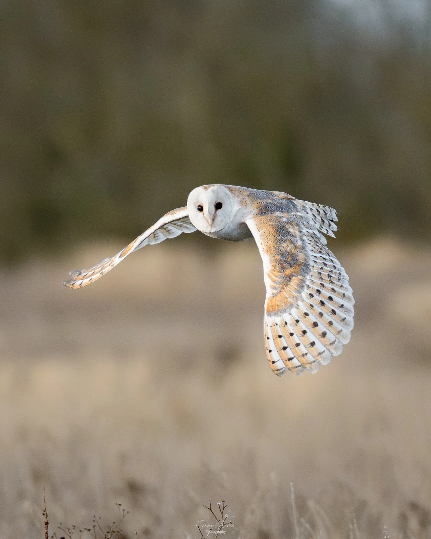 A barn owl in flight over a grassy field with a blurred background.