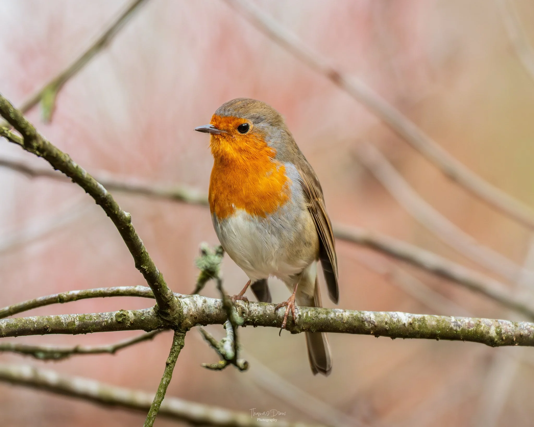 Image of a Robin, a small bird with orange breast and face, grey head, brown wings, perched on a tree branch with a blurred pinkish background.