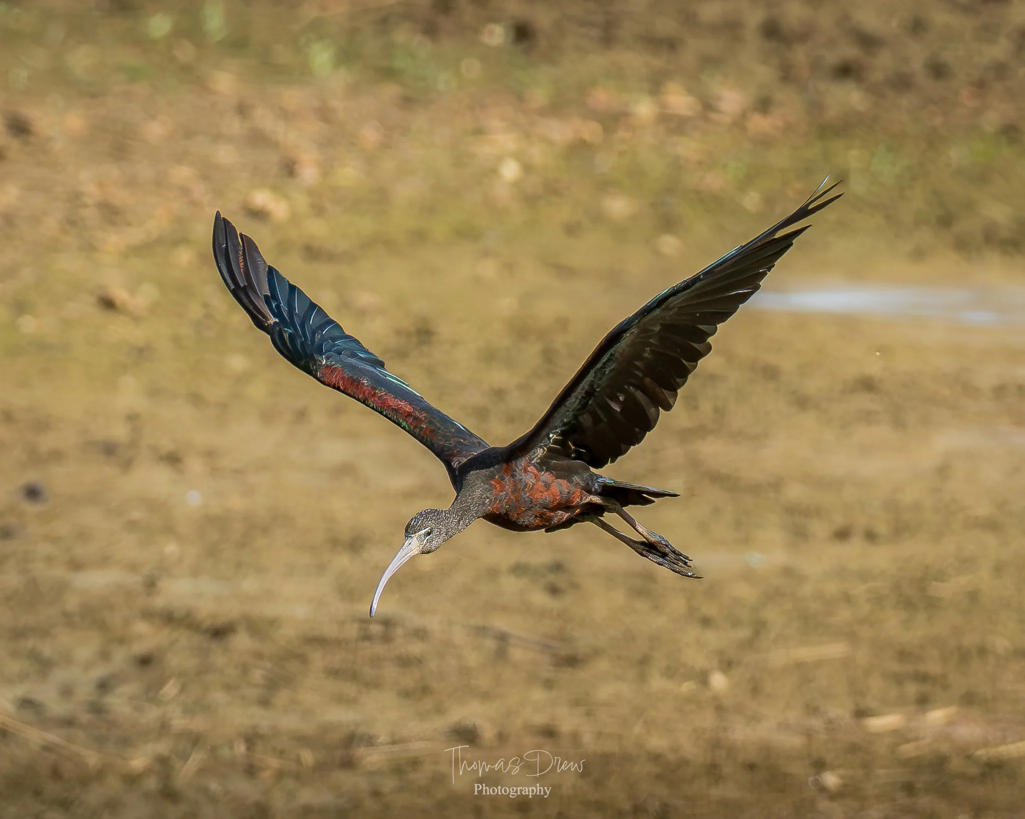 A Glossy Ibis, a bird in flight with dark wings and reddish-brown body, flying over a muddy area.
