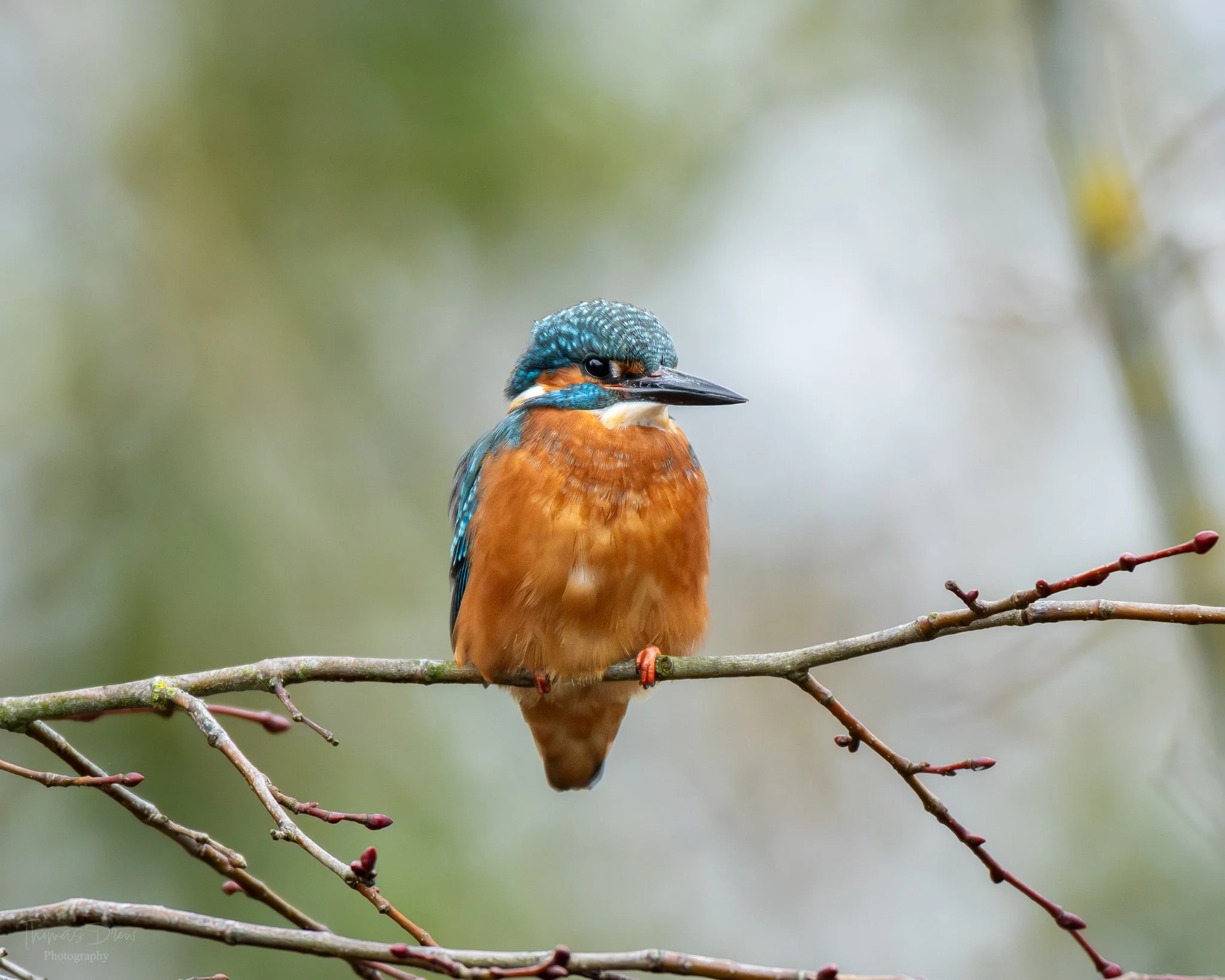 A colorful kingfisher bird perched on a thin branch with blurred green and gray background.