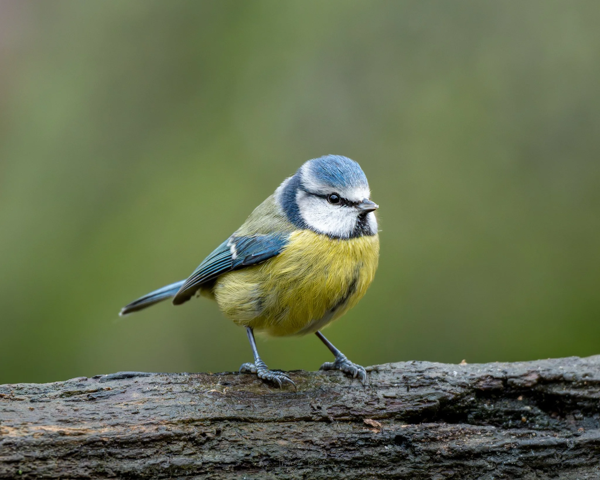 A small blue tit bird with blue, white, black, and yellow feathers perched on a horizontal tree branch against a blurred green background.