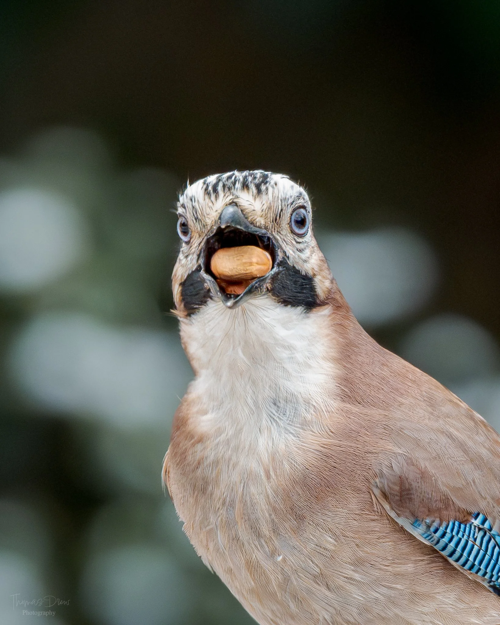 Close-up of a Eurasian Jay bird with a nut in its beak, showing its detailed face, blue eyes, and brown and white feathers.