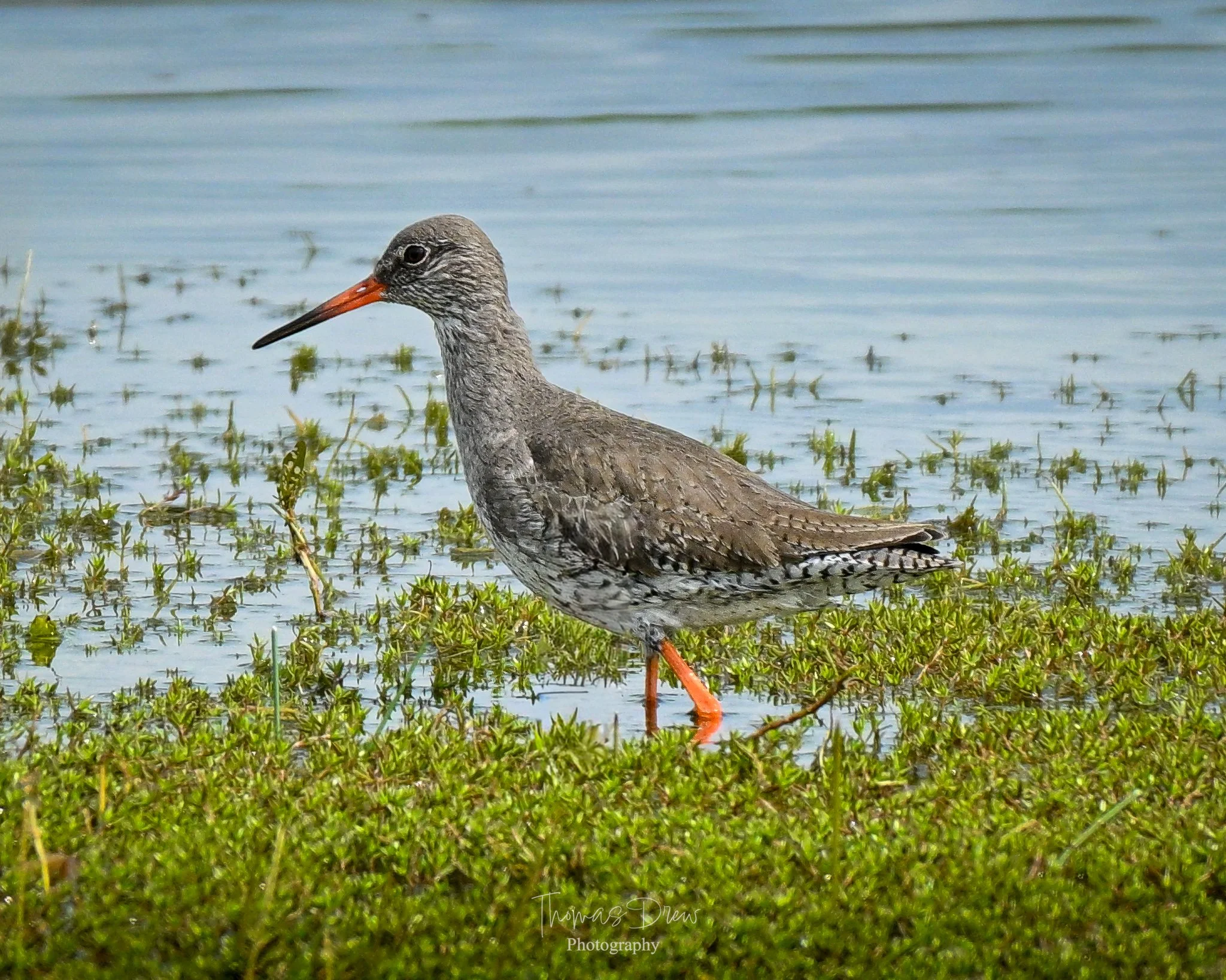 Image of a Redshank, a shorebird with a long, straight, orange-tipped bill, greyish-brown plumage, and orange legs, walking in shallow water surrounded by green vegetation.