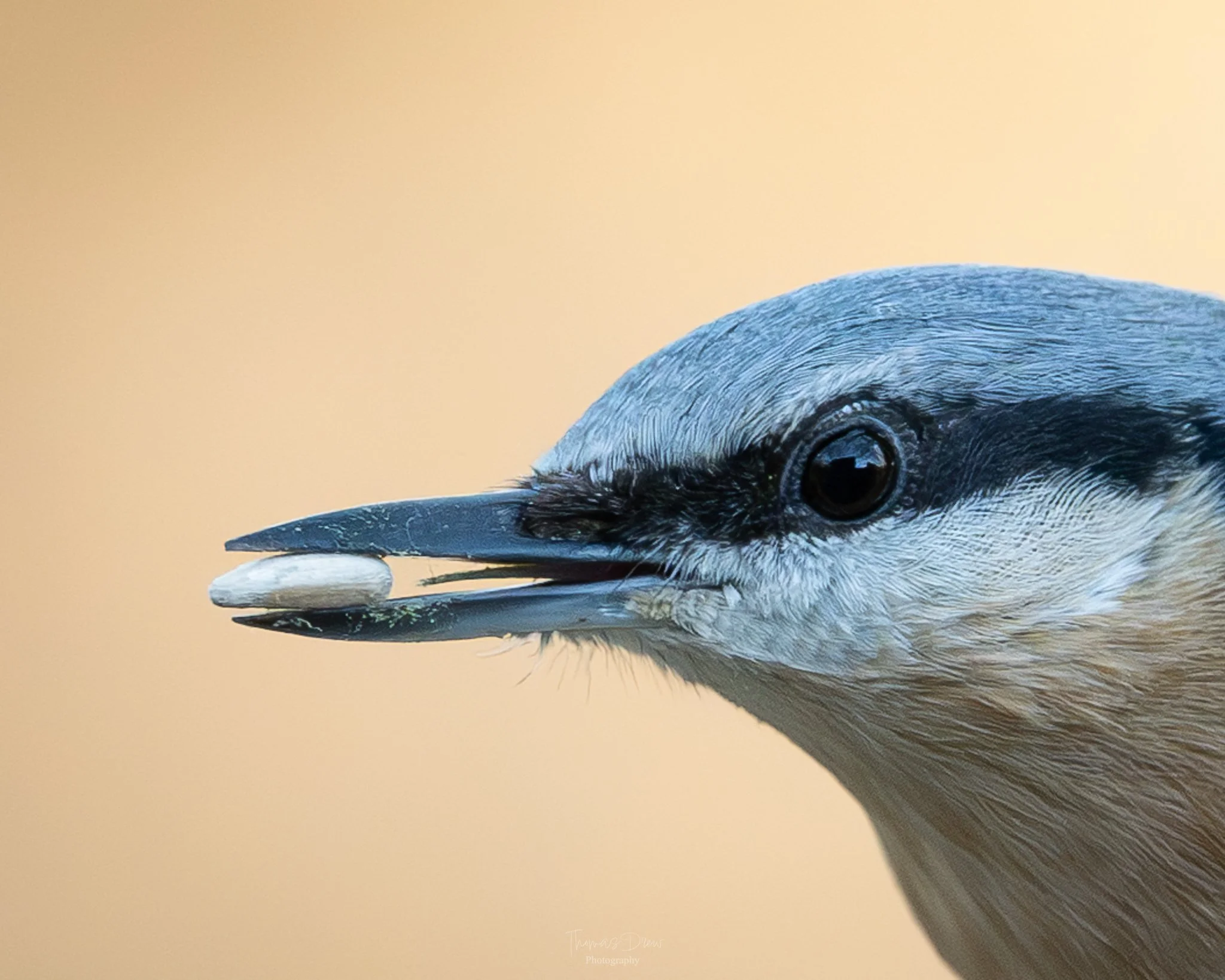 Close-up of a Nuthatches head holding a small seed in its beak, with a plain beige background.