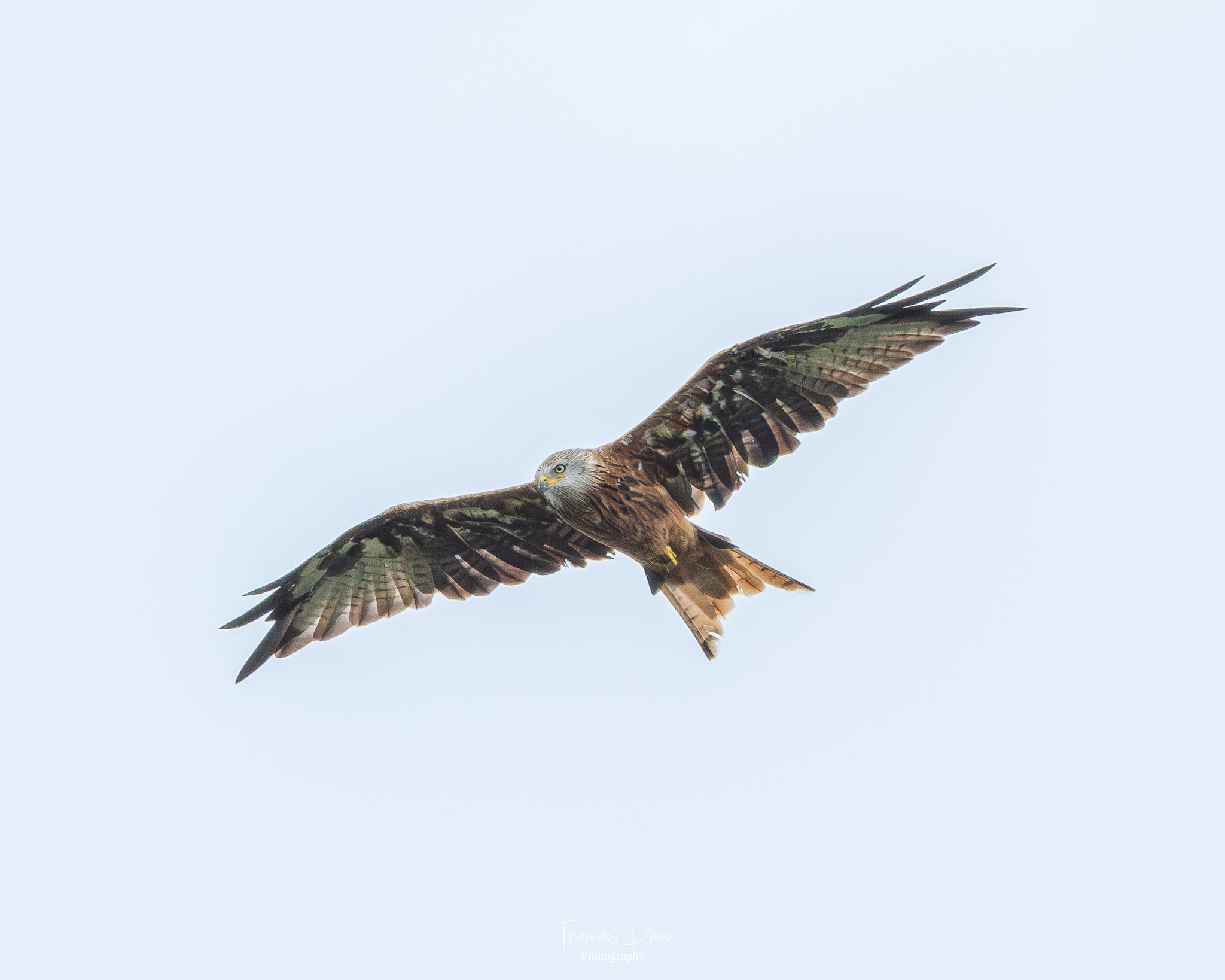 Image of a bird of prey, a red kite, flying in a pale cloudy sky with its wings spread wide.