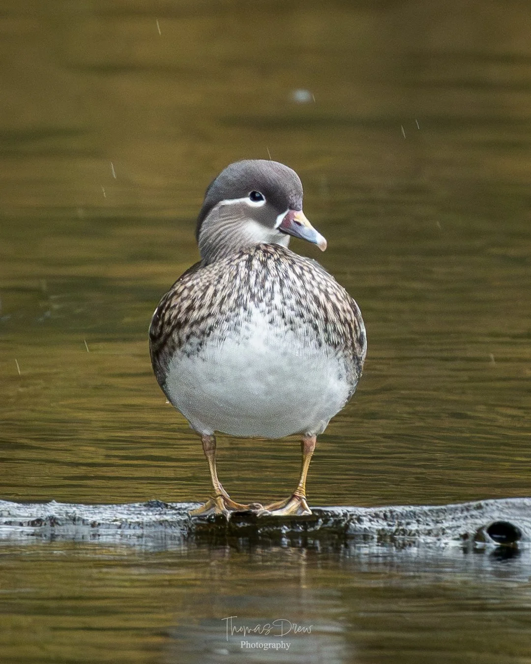 Image of a female mandarin duck standing on a log in a body of water, facing sideways with its head turned slightly back, with a blurred background.