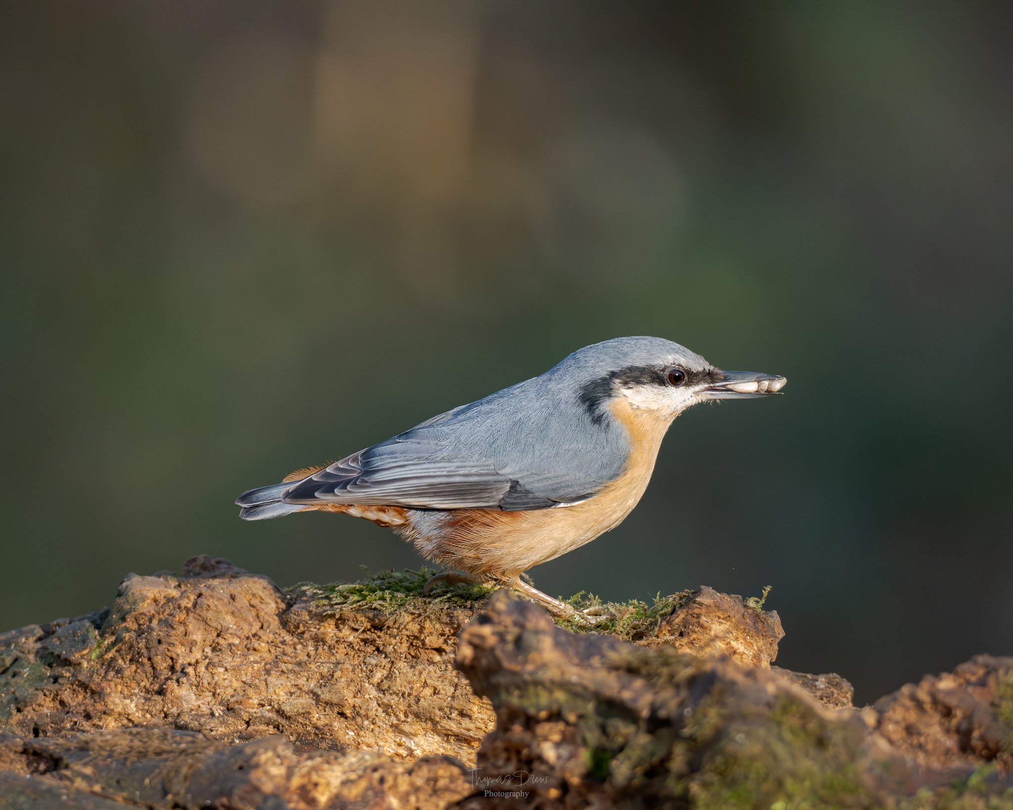 A Nuthatch bird with grey back and wings, tan underbelly, and black eye stripe, standing on a muddy patch, holding a small seed in its beak.