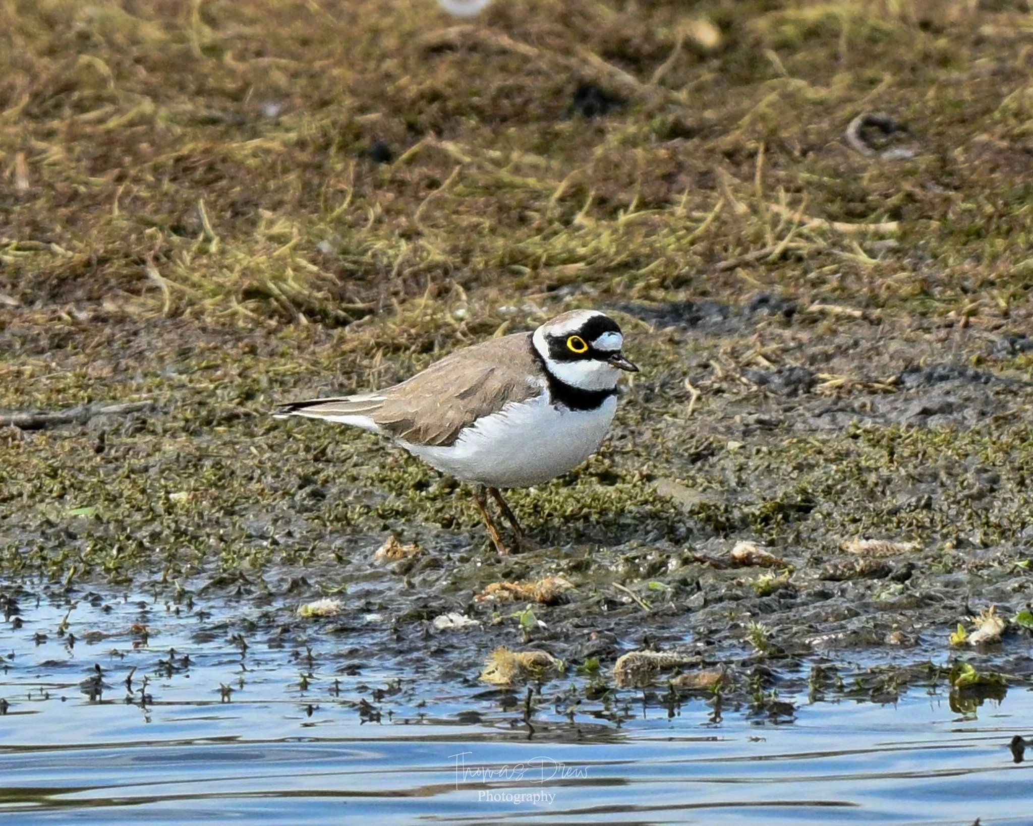 Image of a small bird, a Little Ringed Plover, standing on muddy ground near a body of water, with a black and white head, yellow eye-ring, and brownish-grey wings.