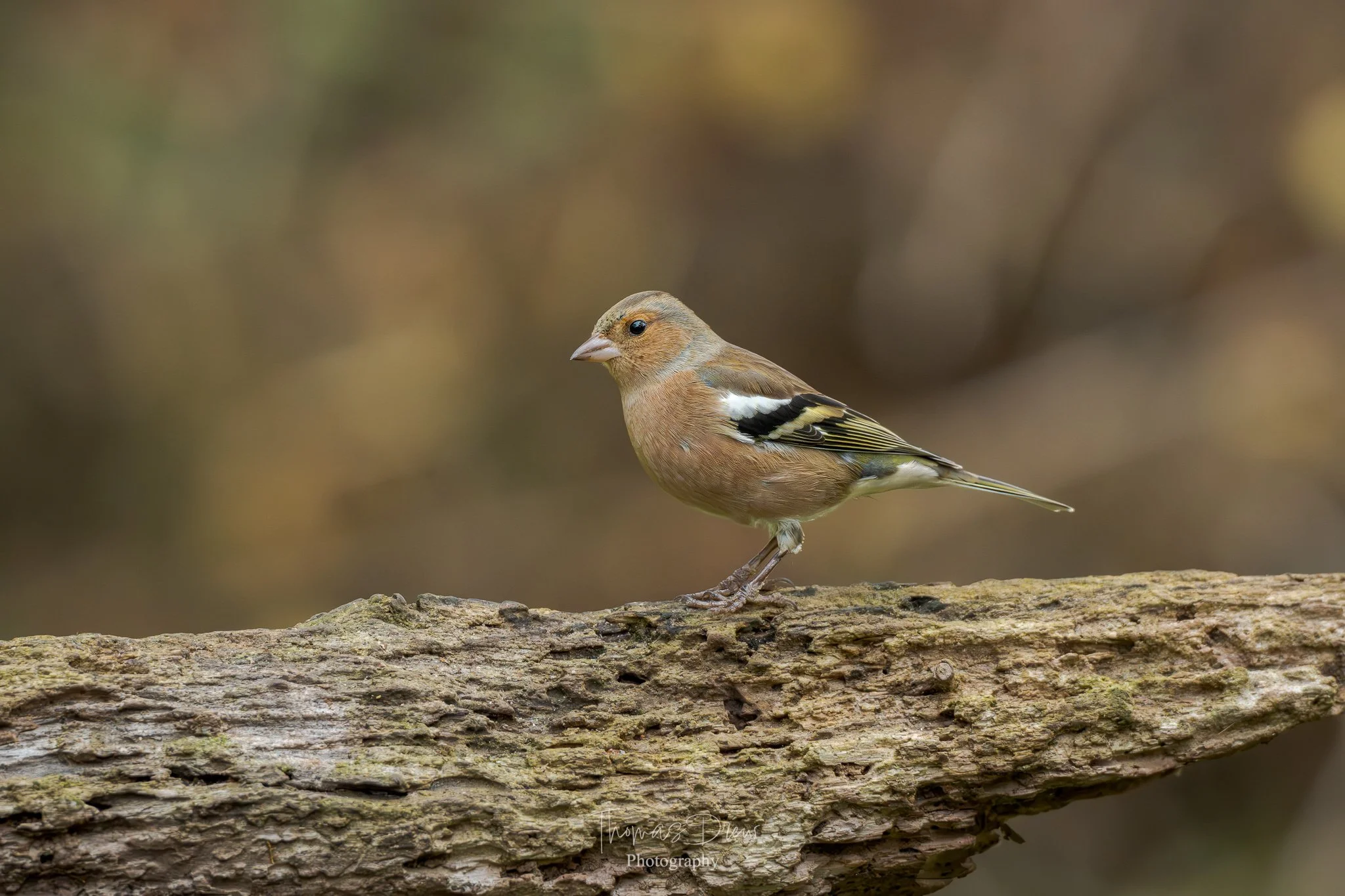 Image of a Chaffinch, a small bird with brown, black, and white feathers perched on a textured horizontal branch, with a blurred, natural background.