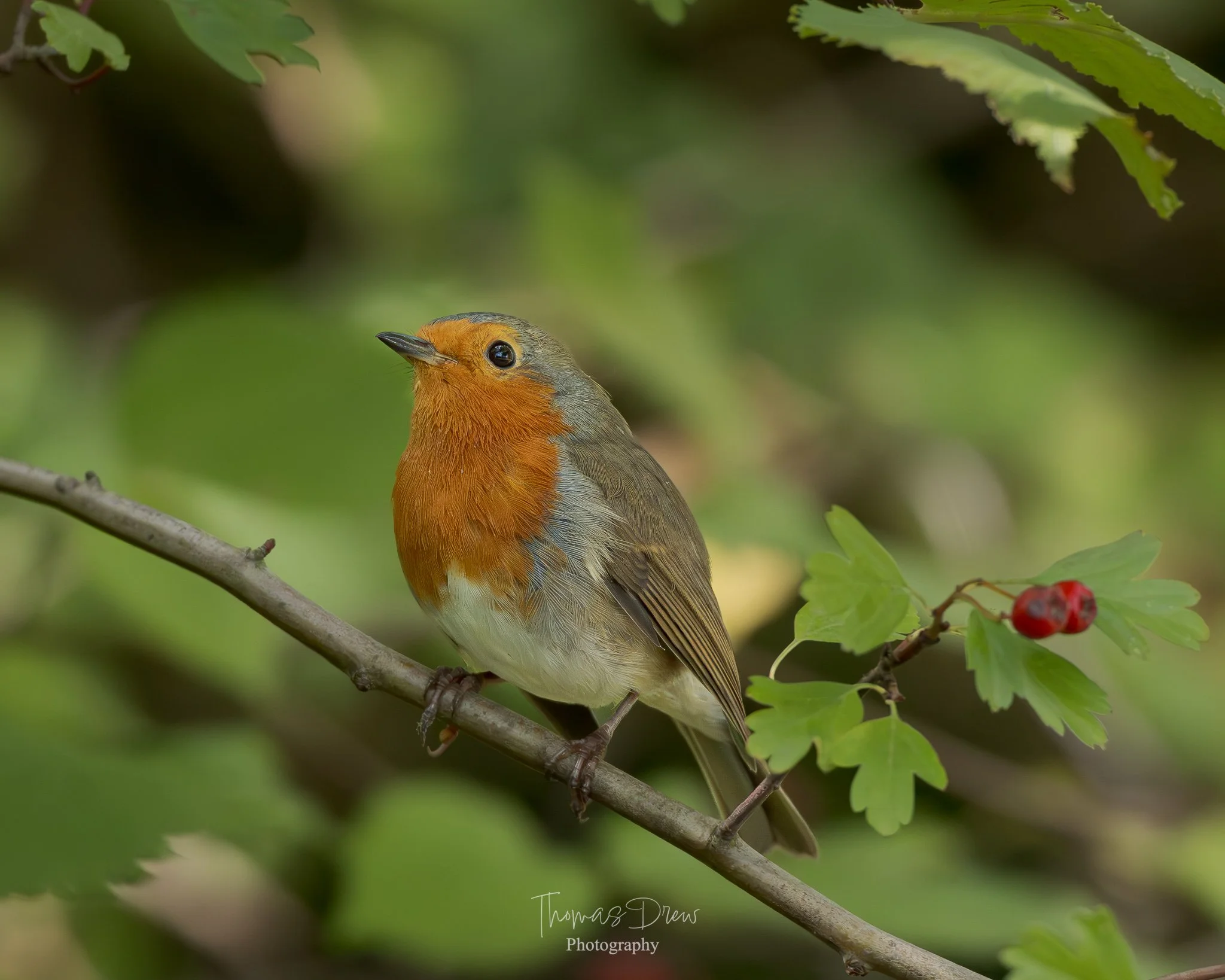 A Robin with a bright orange chest and face, grey head, and brown wings perched on a thin tree branch with green leaves and small red berries, in a natural outdoor setting.