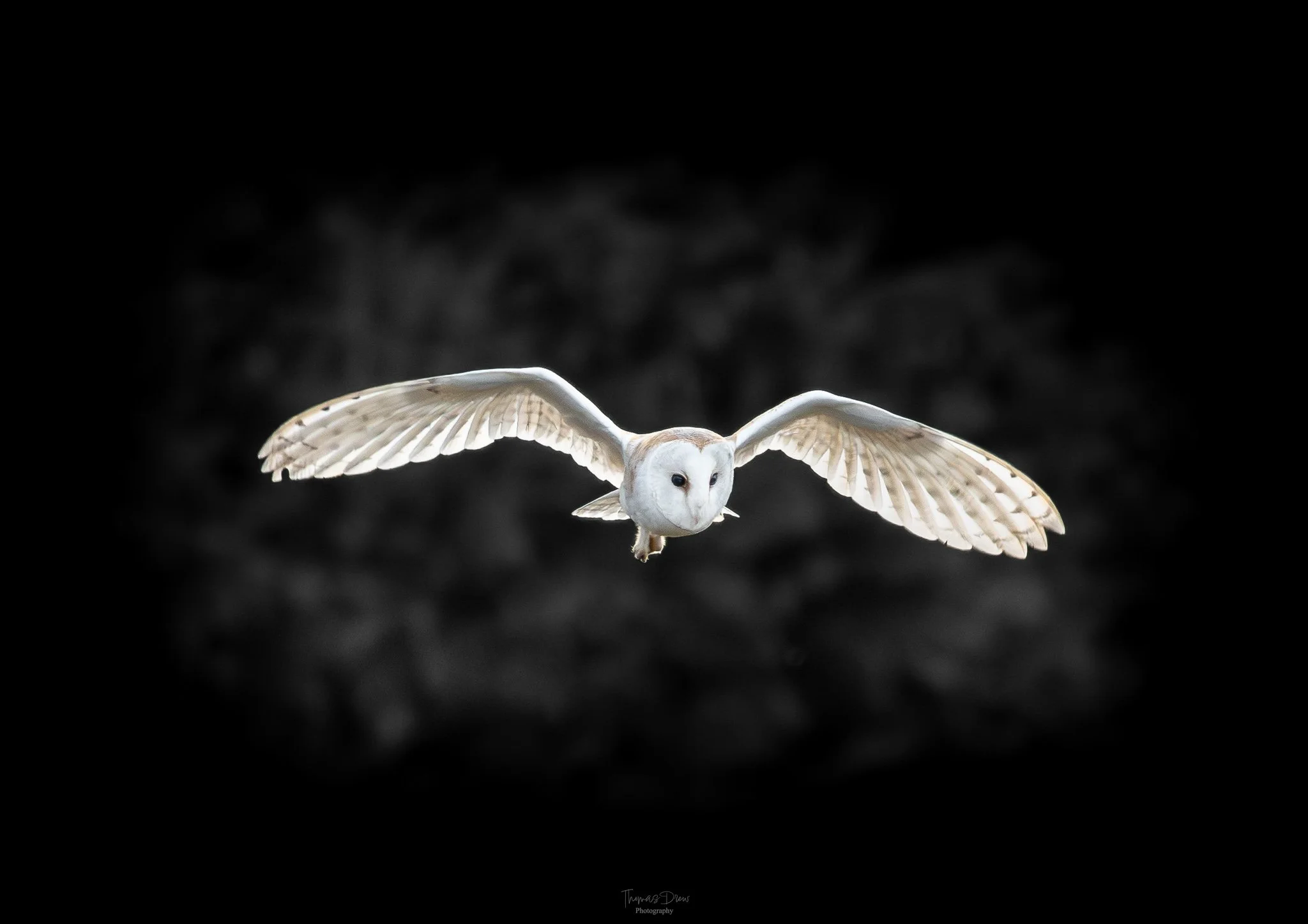 Image of a Barn Owl flying with its wings spread wide against a dark background.