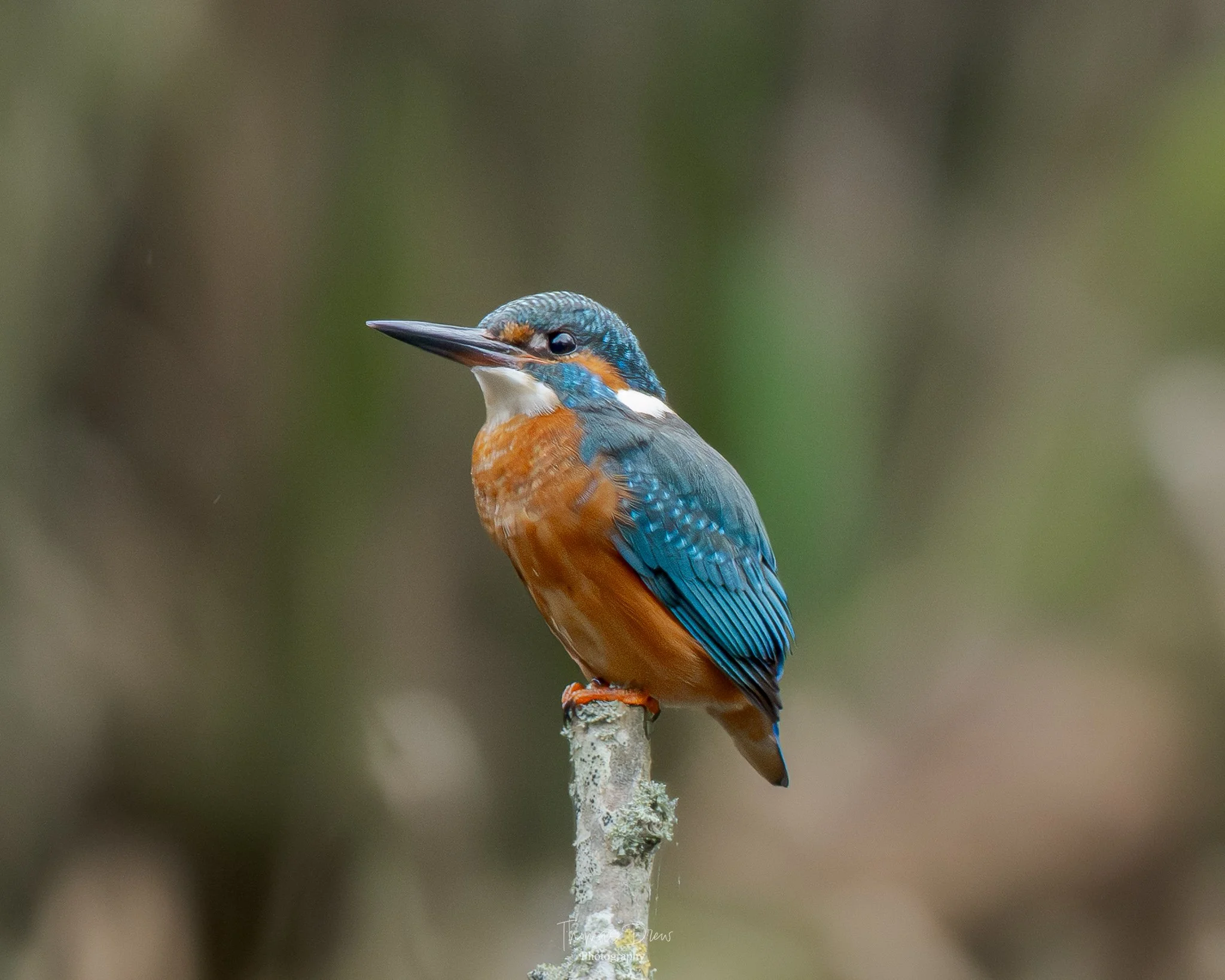 A colorful kingfisher bird perched on a branch with a blurred natural background.