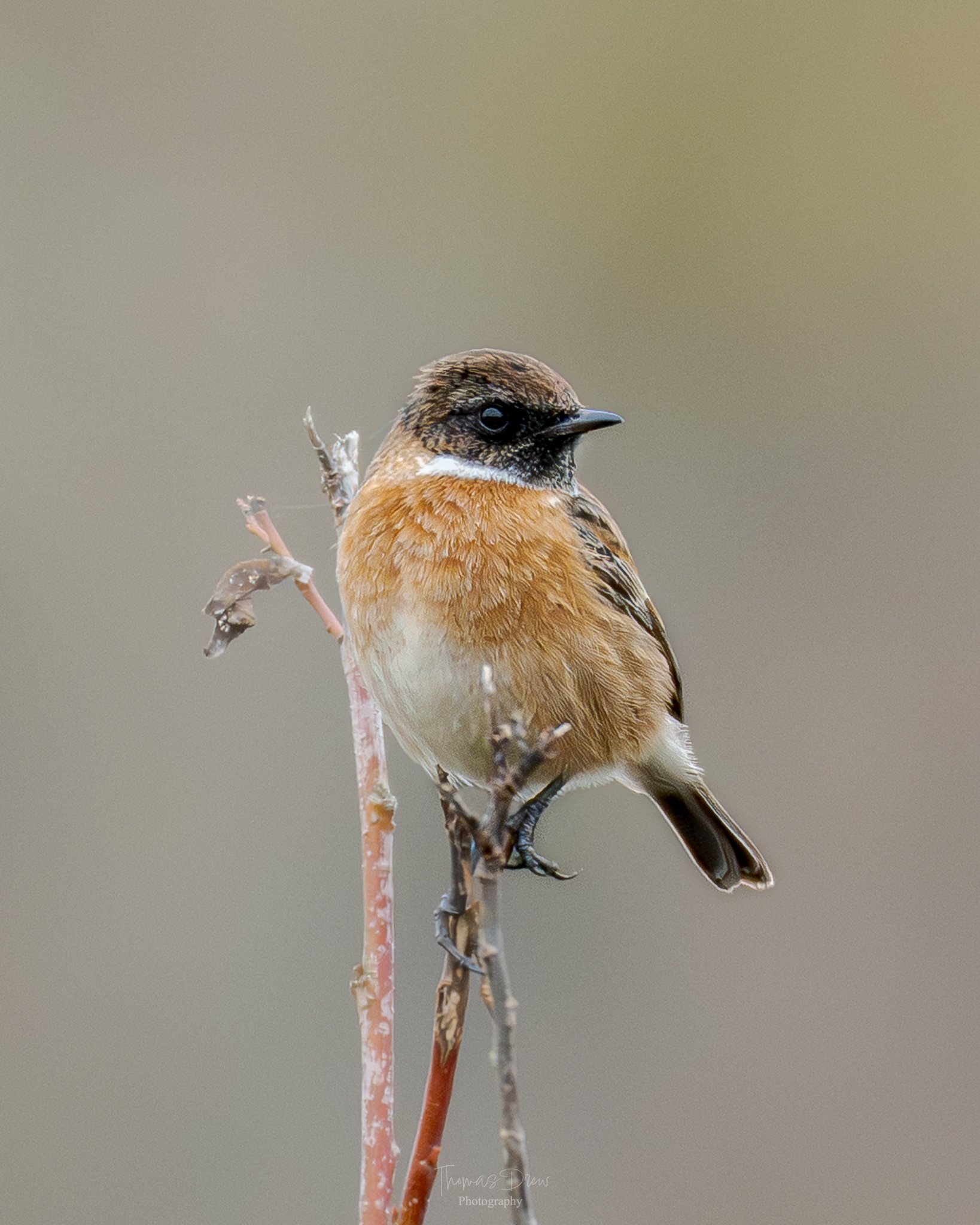 A Stonechat, a small brown bird perched on a thin branch with a blurred neutral background.