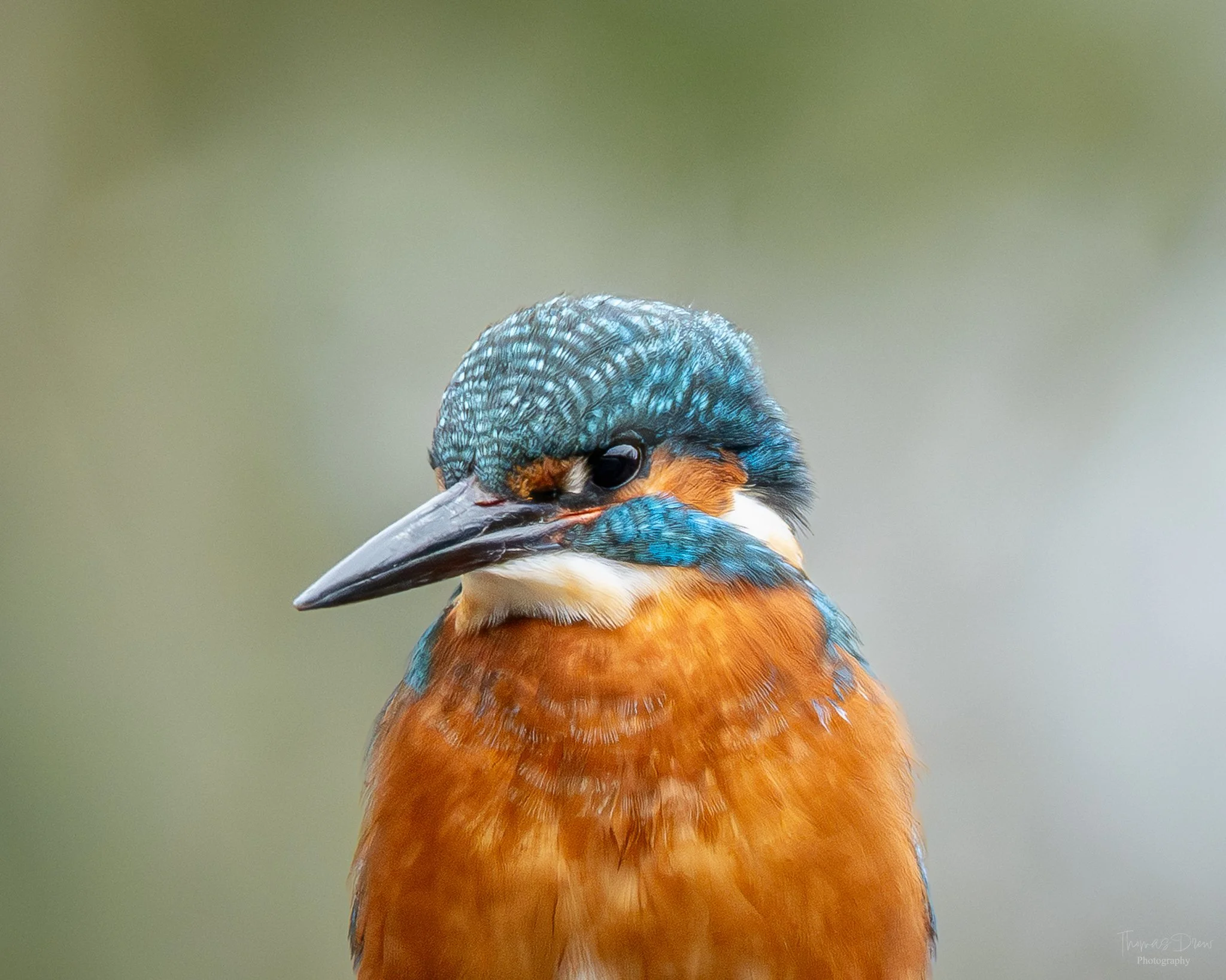Close-up of a kingfisher bird with blue and orange feathers against a blurred background.