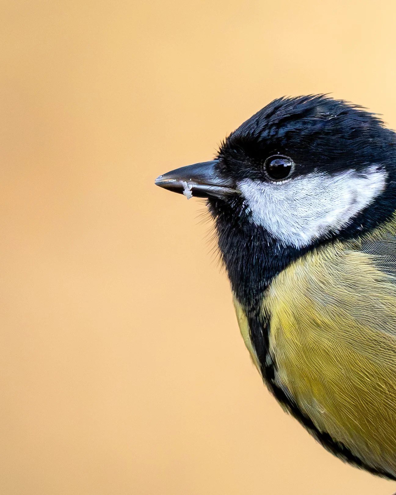 Close-up of a Great Tit Bird with a black head, white cheeks, yellow underparts, and a seed in its beak.