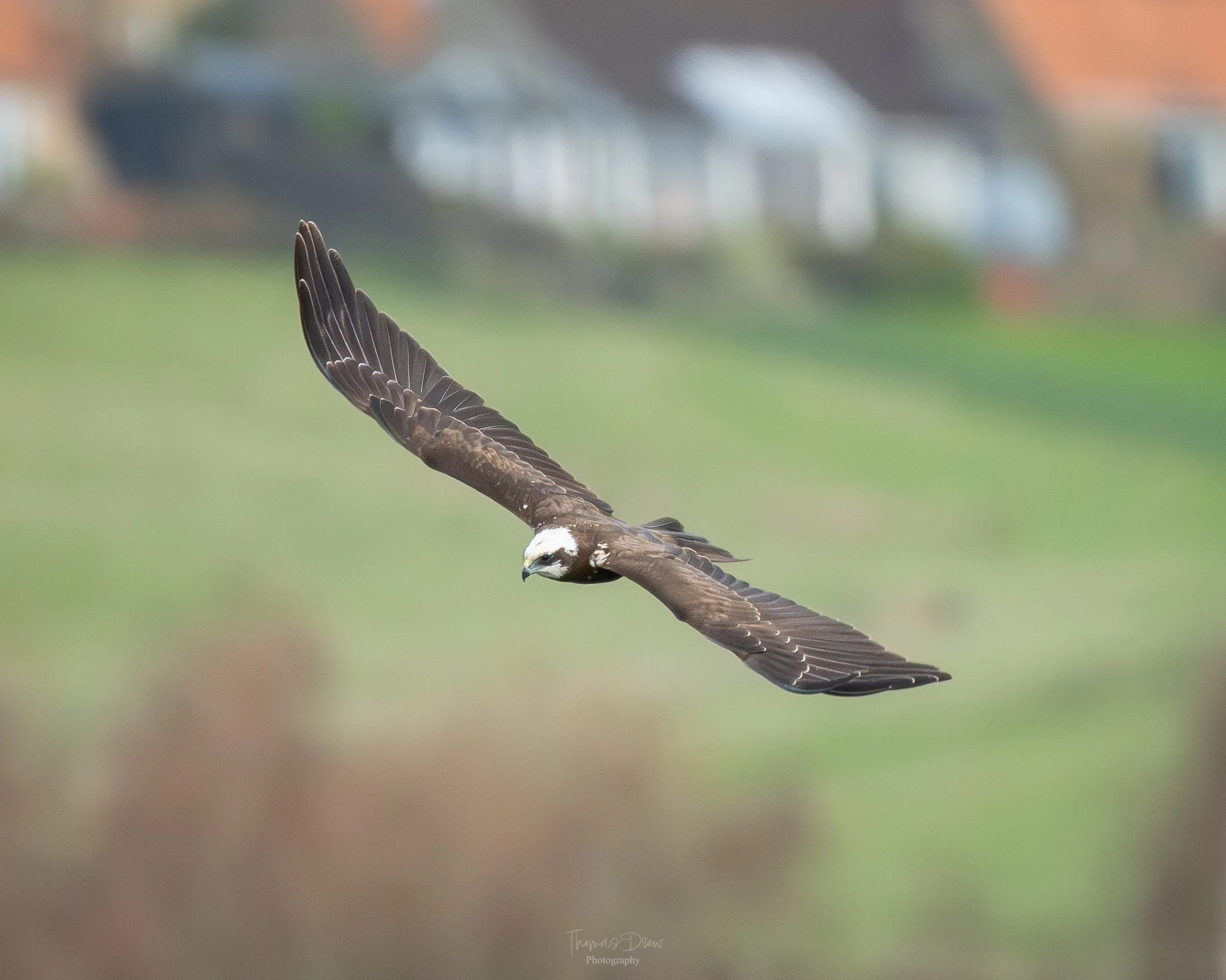A bird of prey, a Marsh Harrier, flying with wings spread wide over a blurred grassy landscape with some buildings in the background.