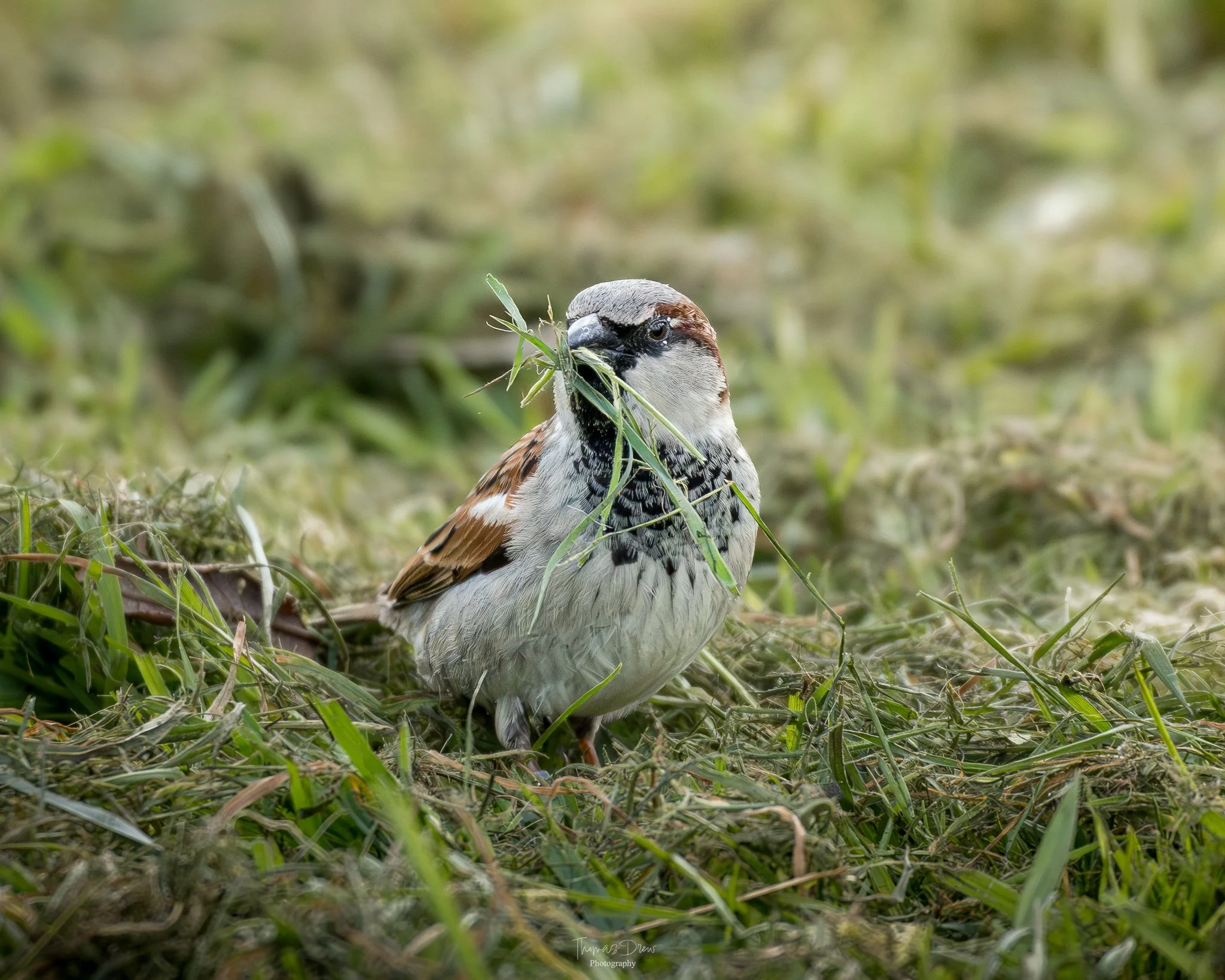 Image of a House Sparrow, a small bird with brown, black, and white feathers standing on grass, holding a piece of grass in its beak.