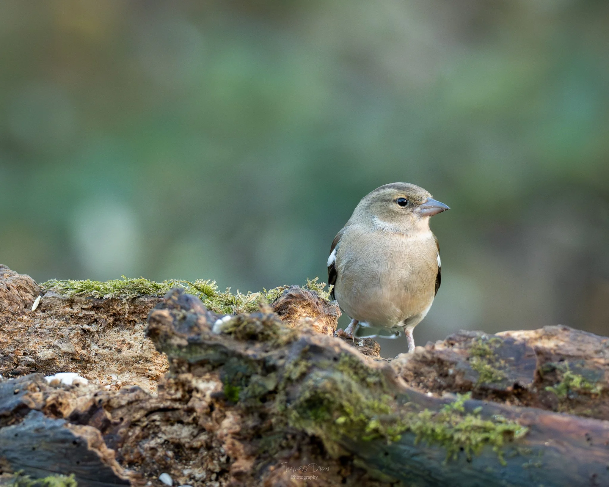 Image of a Chaffinch, a small bird with tan and brown feathers perched on a mossy log in a natural setting.