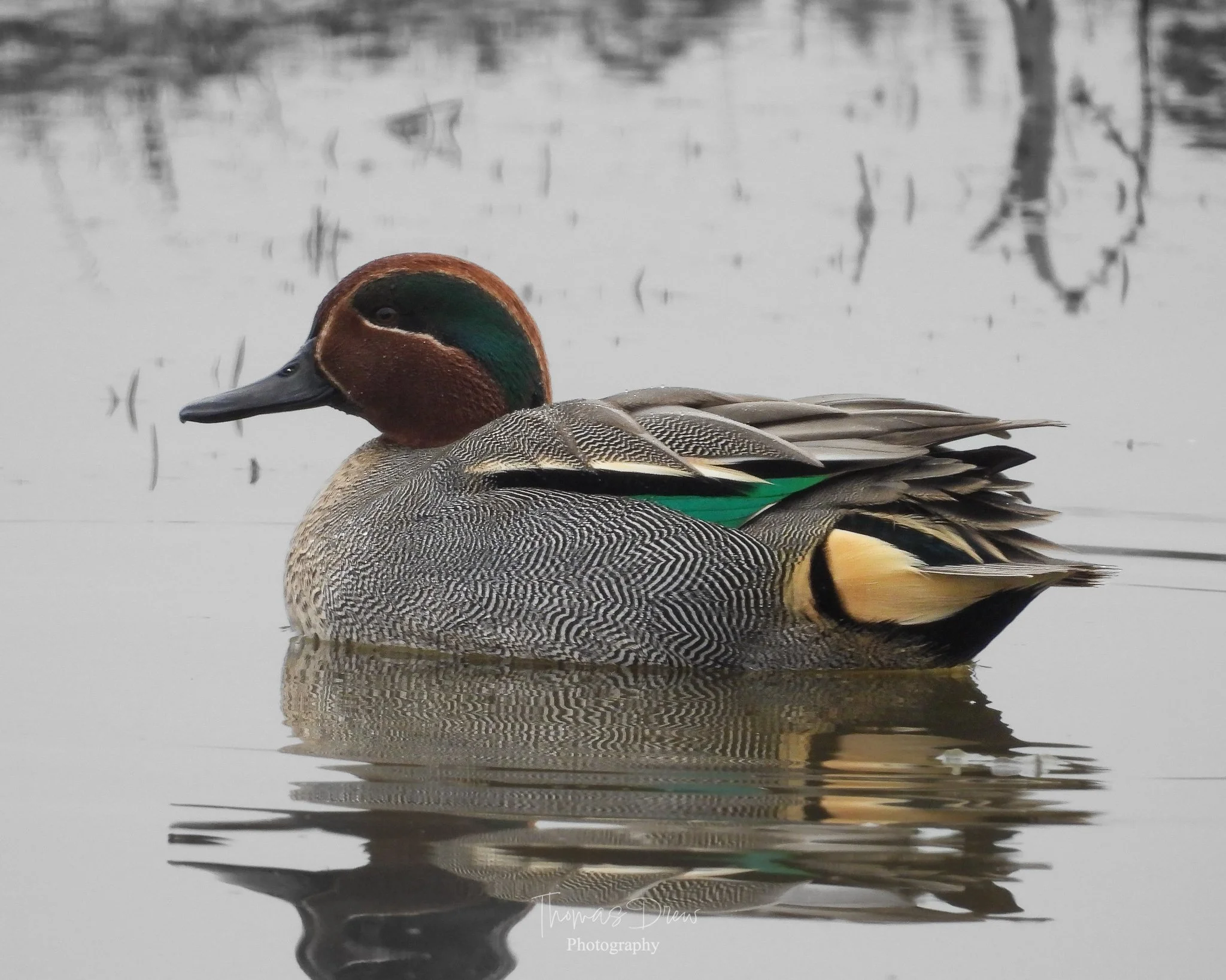 A close-up of a Eurasian Teal duck floating on calm water, with a blurred background of trees and reflections.