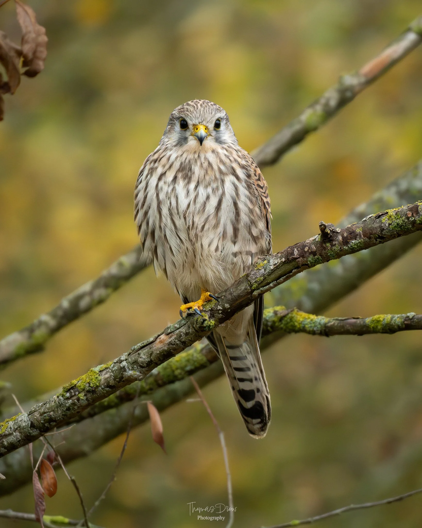 Image of a Kestrel, a medium sized bird, with brown and white feathers perched on a mossy tree branch in a blurred, fall-coloured background.
