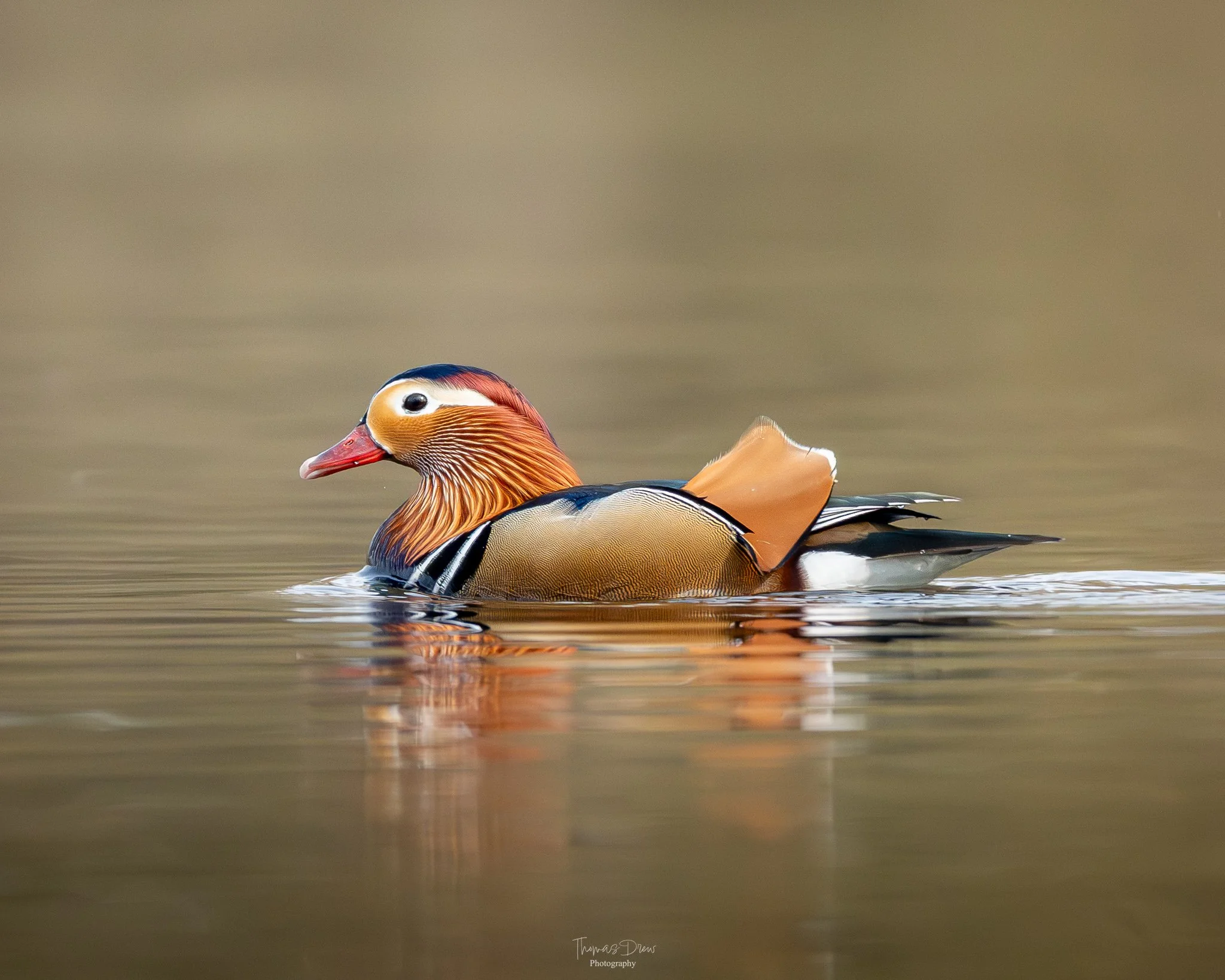 Image of a male Mandarin duck swimming on calm water with a blurred background.