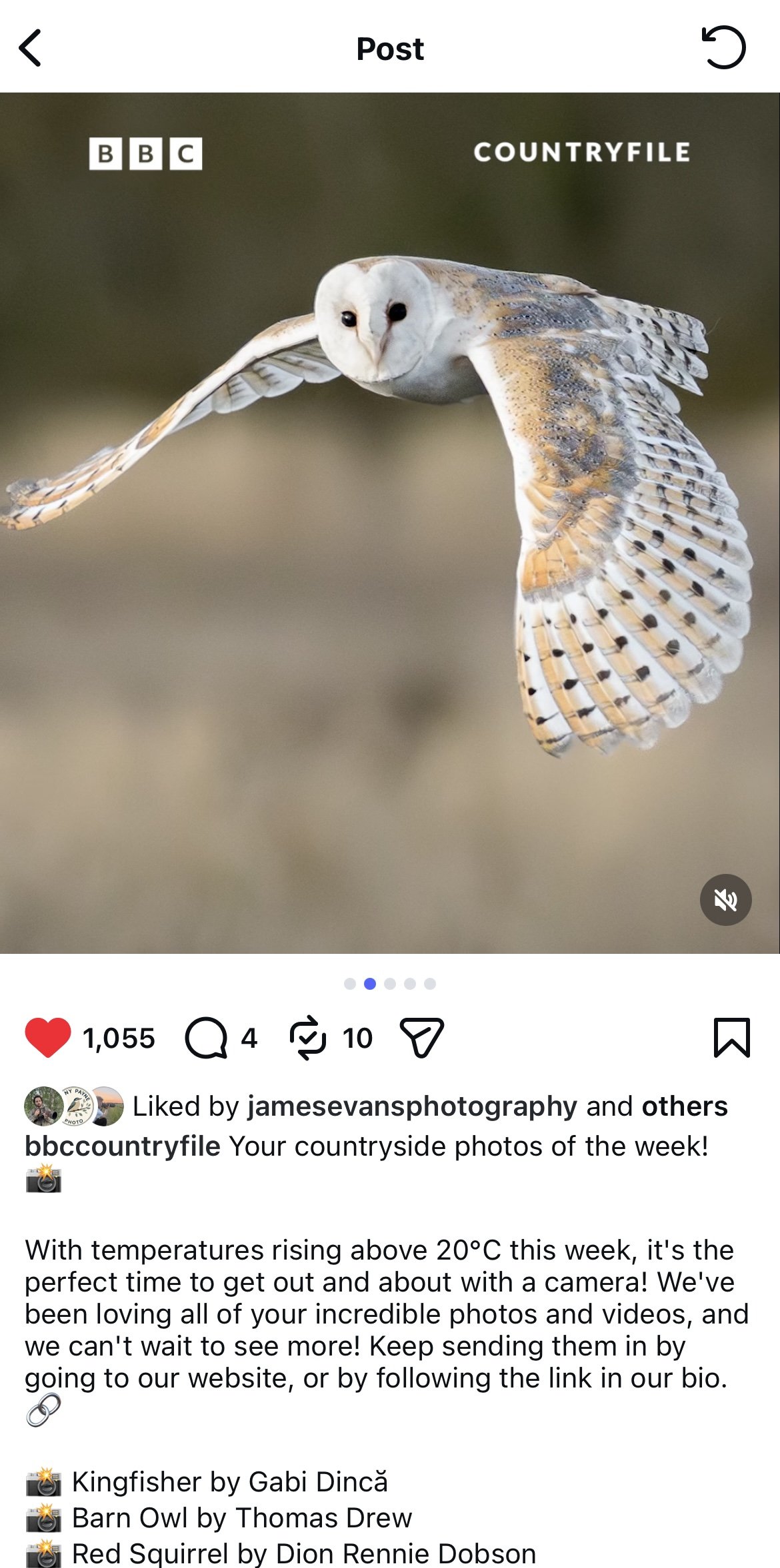 An illustration of a barn owl, a kingfisher, and a red squirrel, with a grassy and blurred background, representing countryside wildlife.