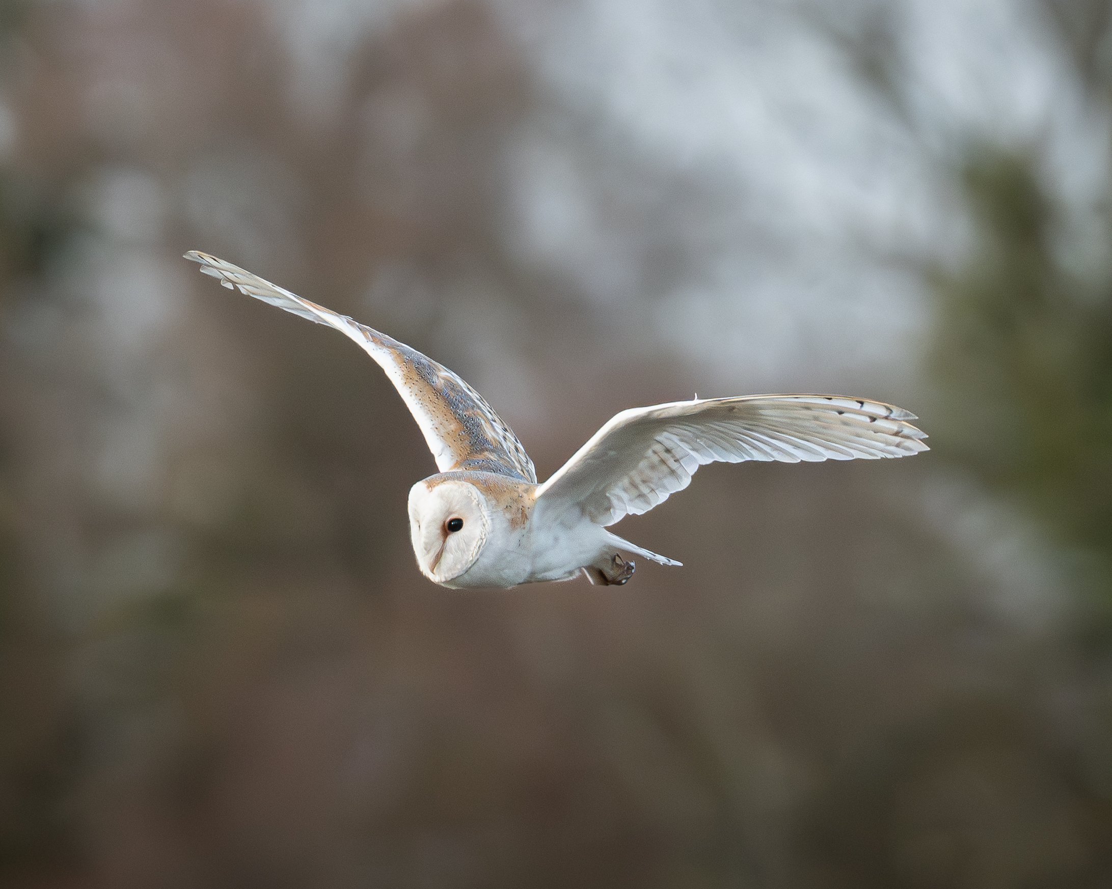 A white barn owl flying with its wings spread, set against a blurred natural background.