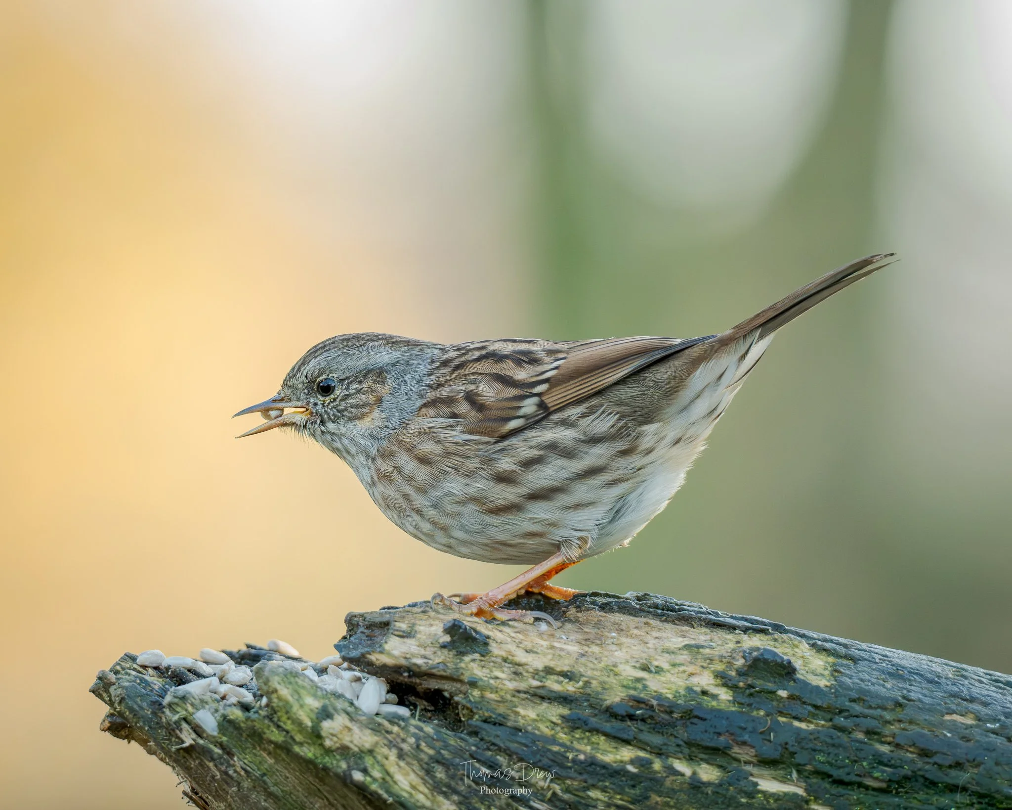 A Dunnock, a small brown bird perched on a mossy log, singing with its beak open, against a soft blurred background.