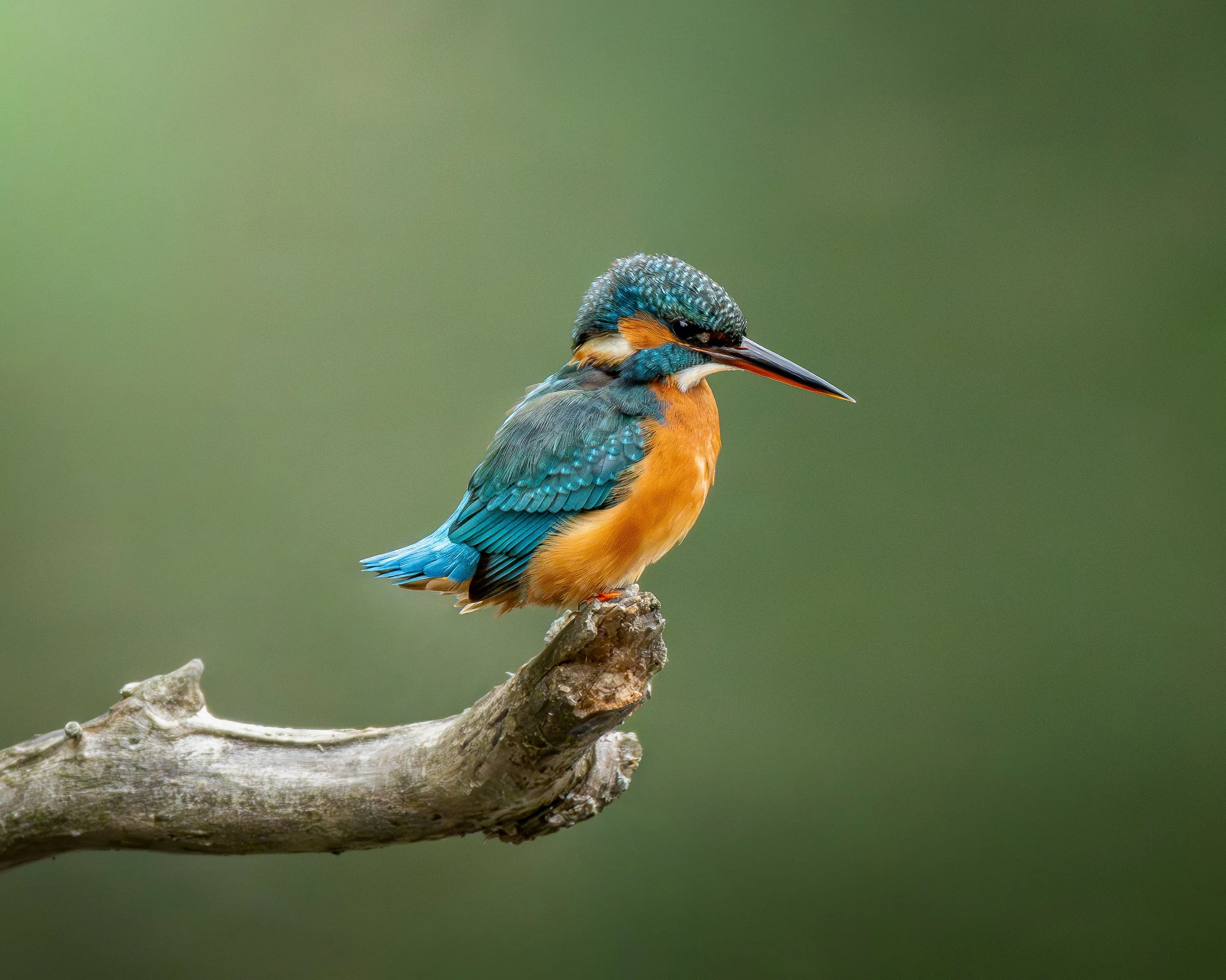 Kingfisher perched on a branch print